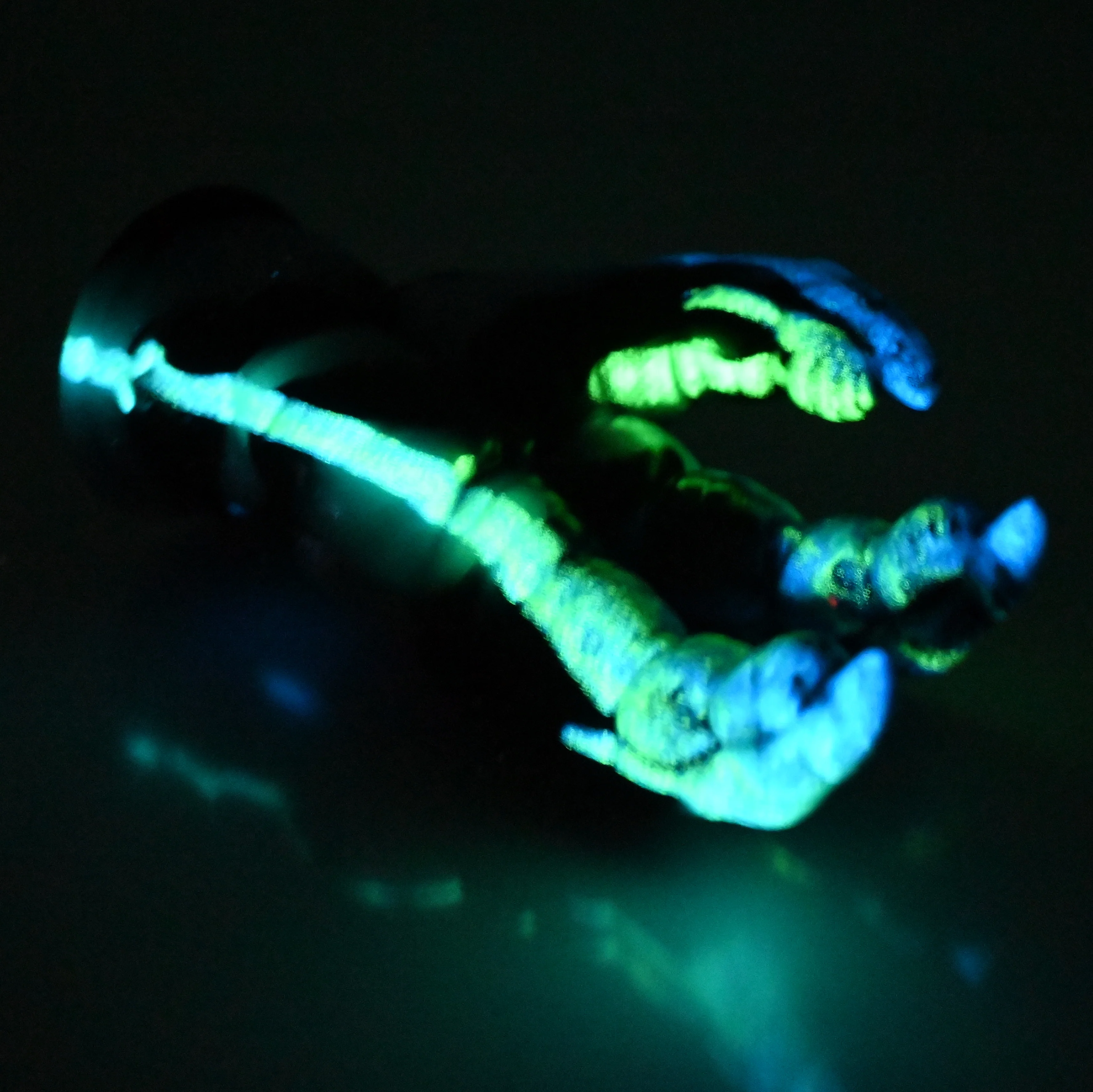 L2SEG38 Altair Small 0030 UV GITD CS - Image 4