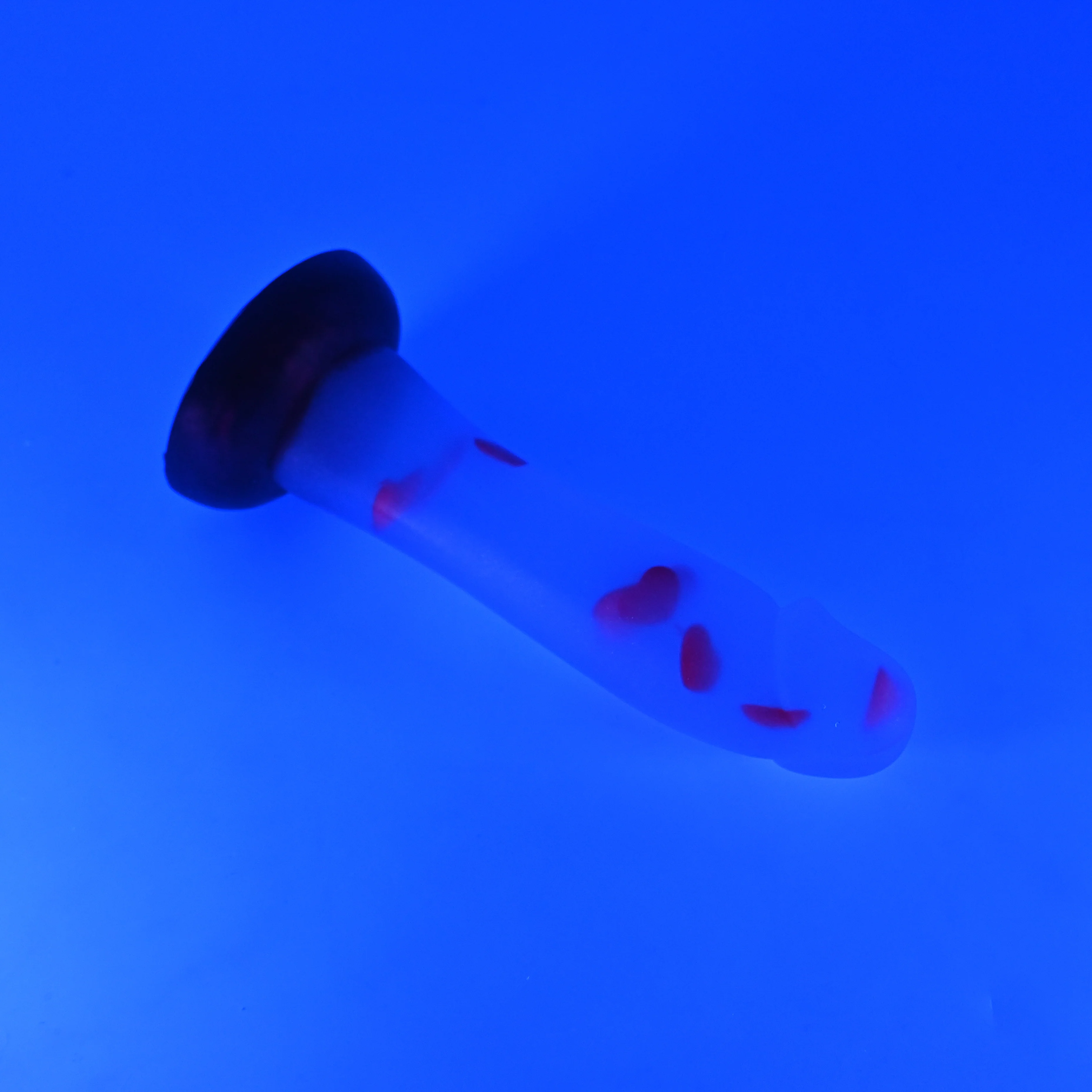 Z2TKA58 Caelus Small NC 0031 UV GITD CS - Image 3