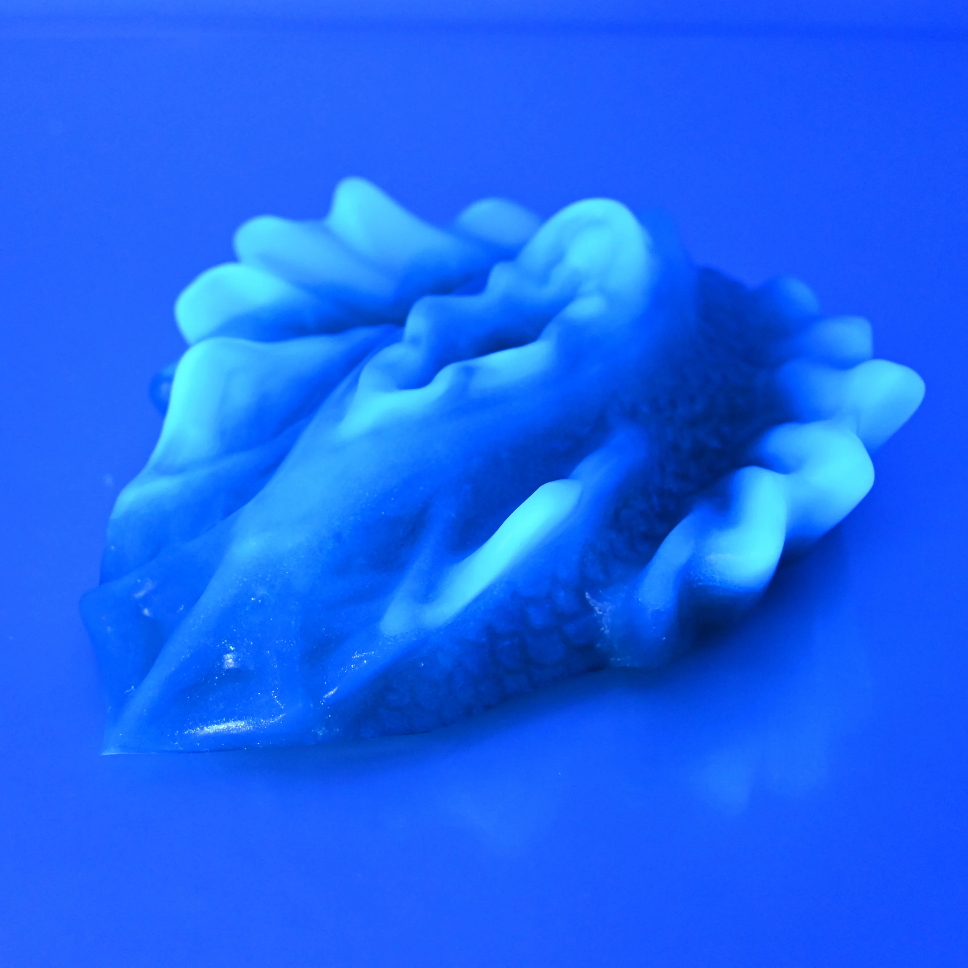 C4TCU80 Calypso Large NC 0031 UV - Image 3
