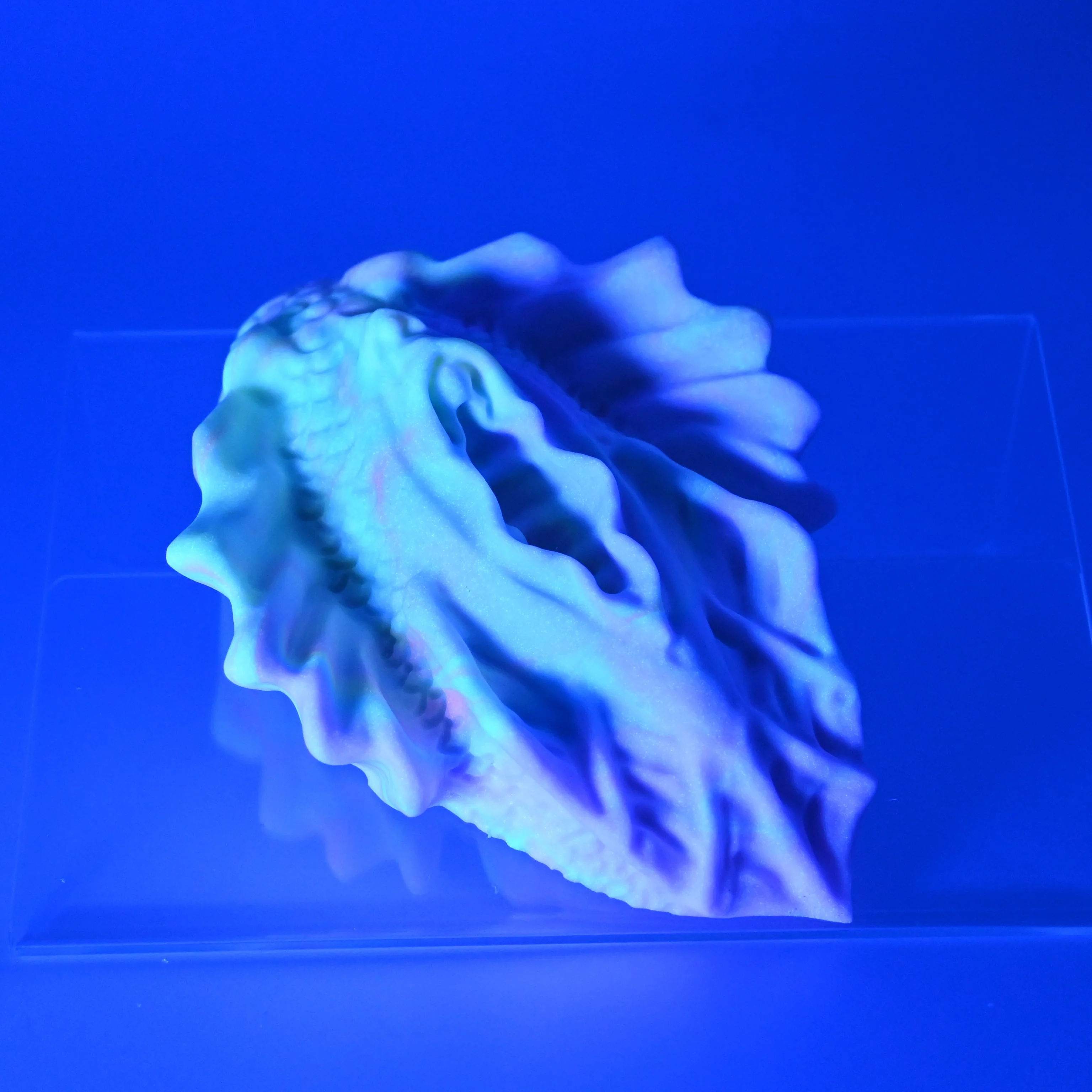 C2SGU75 Calypso Small 0030 UV GITD - Image 3