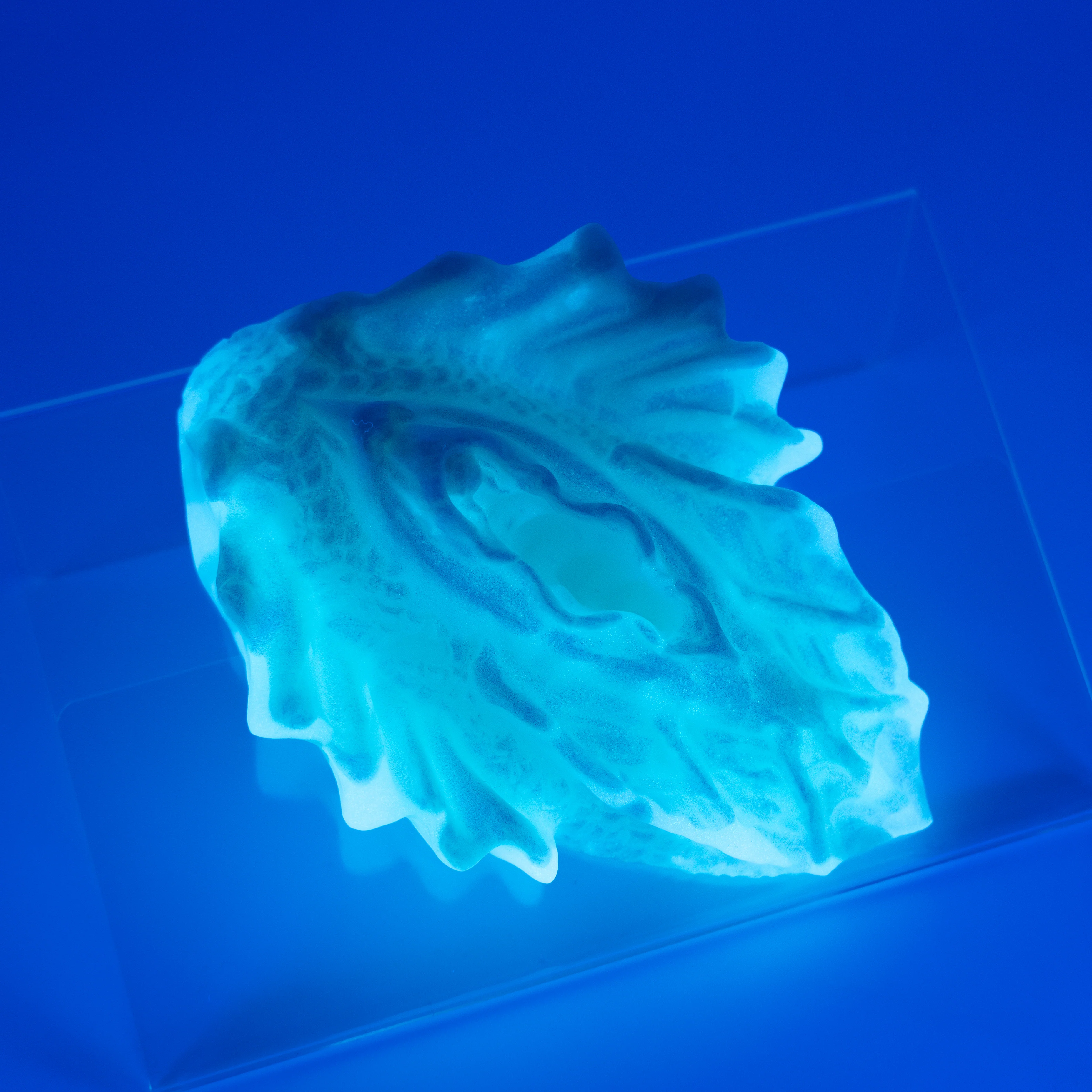 C2SJP78 Calypso Small 0030 UV GITD CS - Image 2