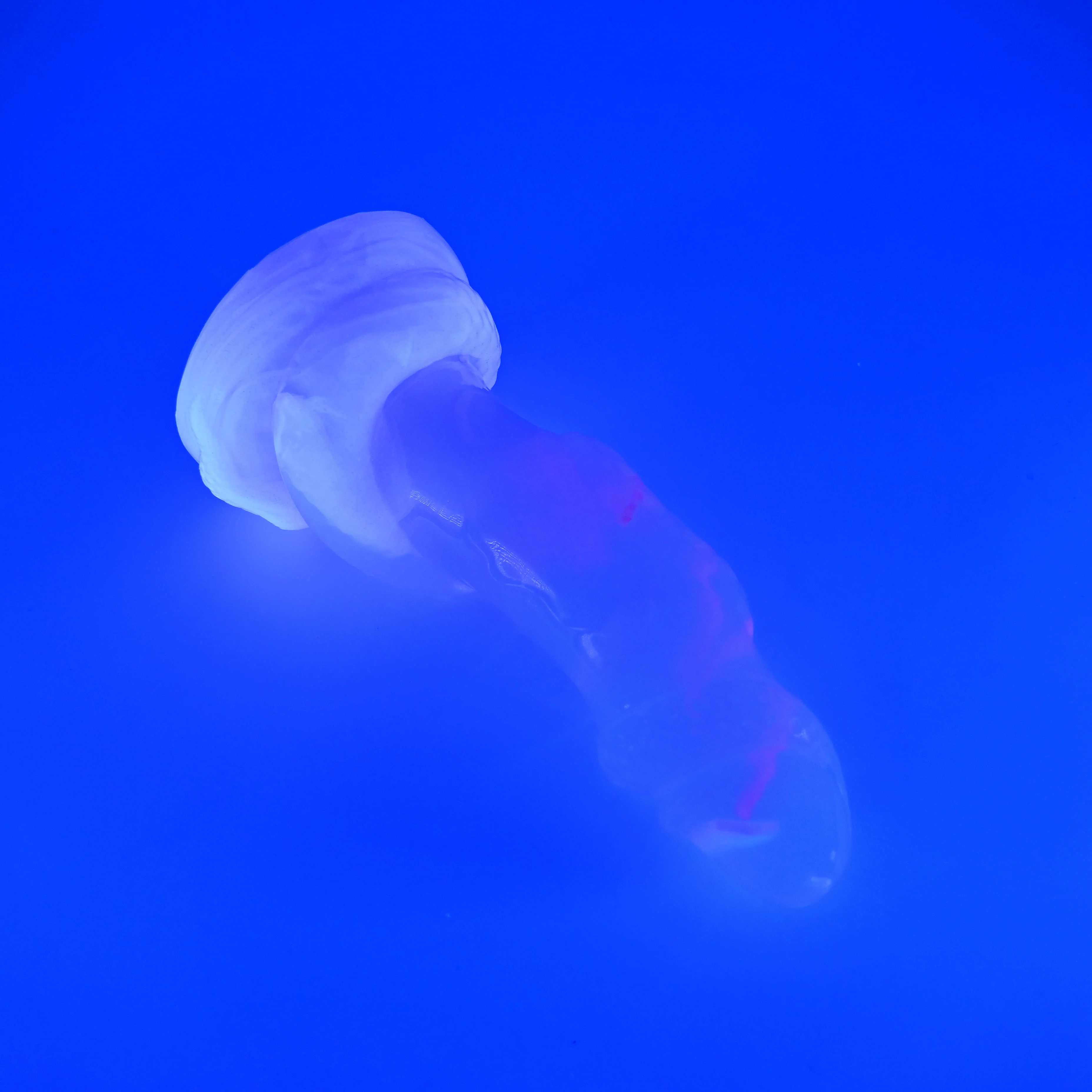 34THQ16^ Celia Large NC 0031 UV CS GHPA - Image 3