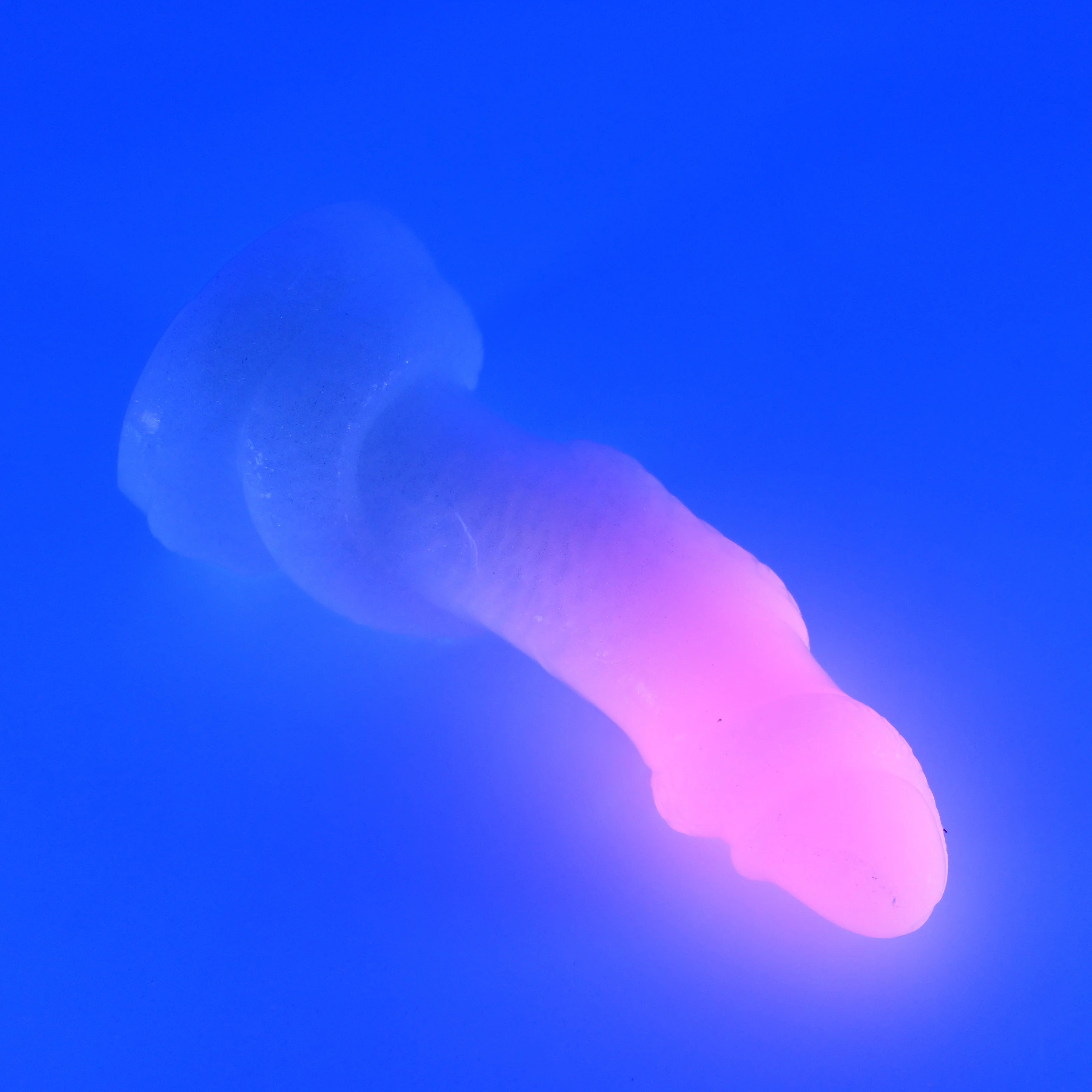 33SHL98u Celia Medium 0030 UV GITD GHU - Image 3