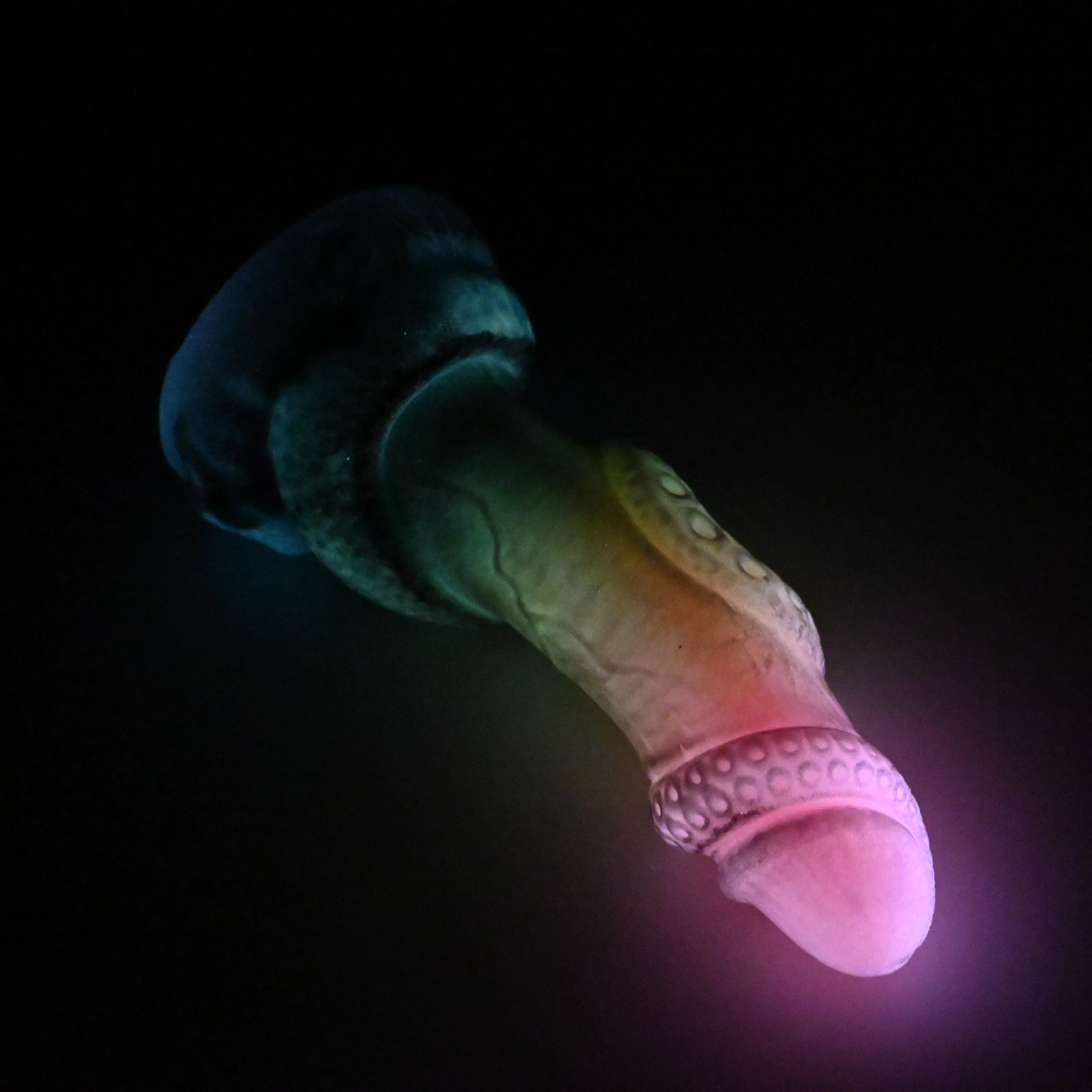 33SHL00u Celia Medium 0030 UV GITD GHU - Image 4