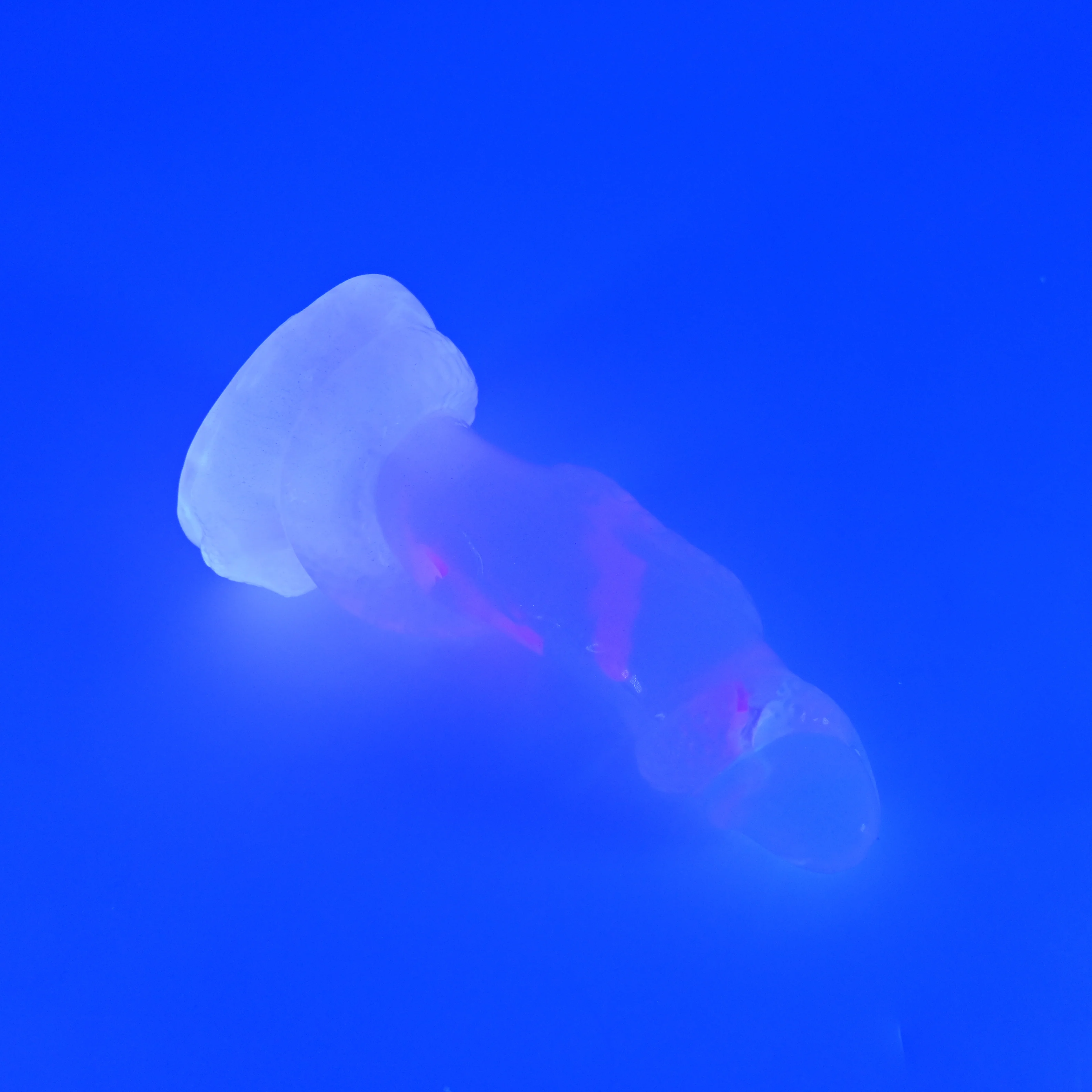 32THQ02 Celia Small NC 0031 UV CS - Image 3