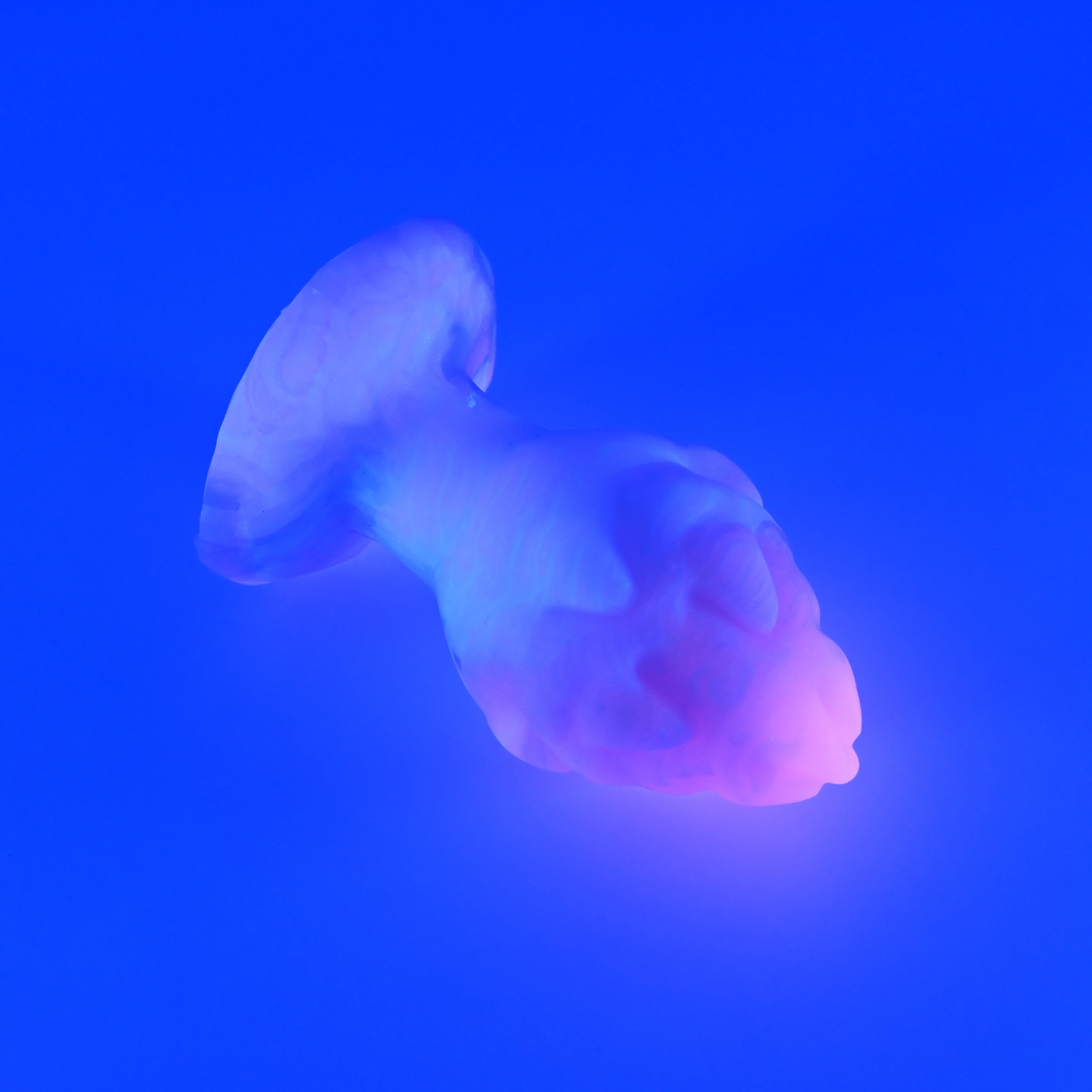 F3MHK59 Dragonfruit Plug Medium 0050 UV GITD - Image 3