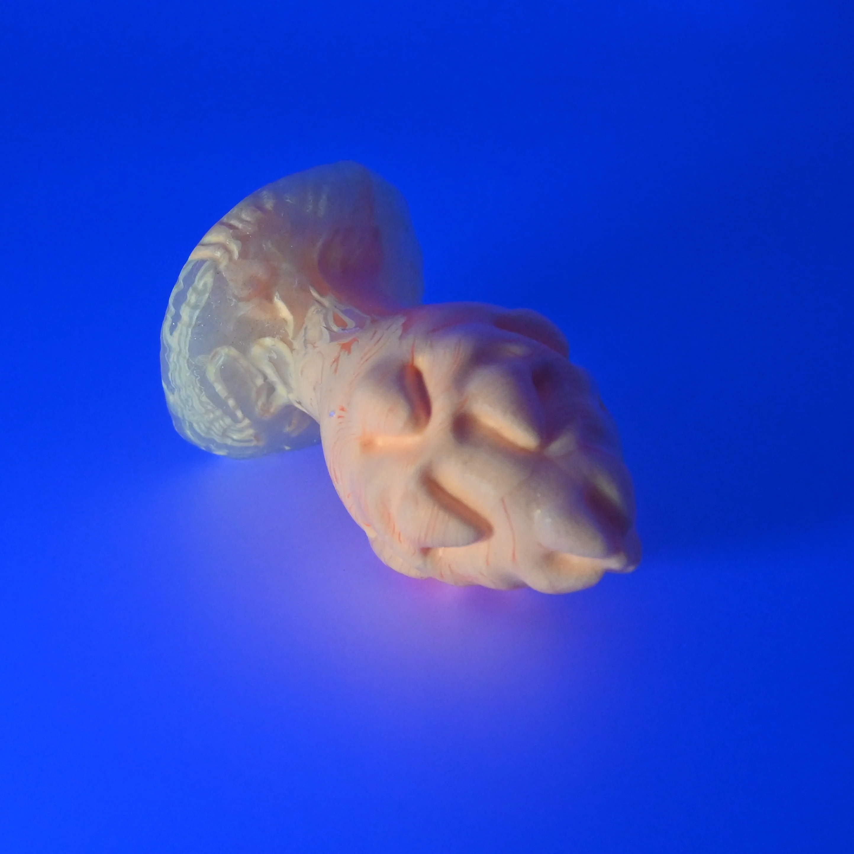 F1SGM63 Dragonfruit Plug Mini 0030 UV GITD - Image 3