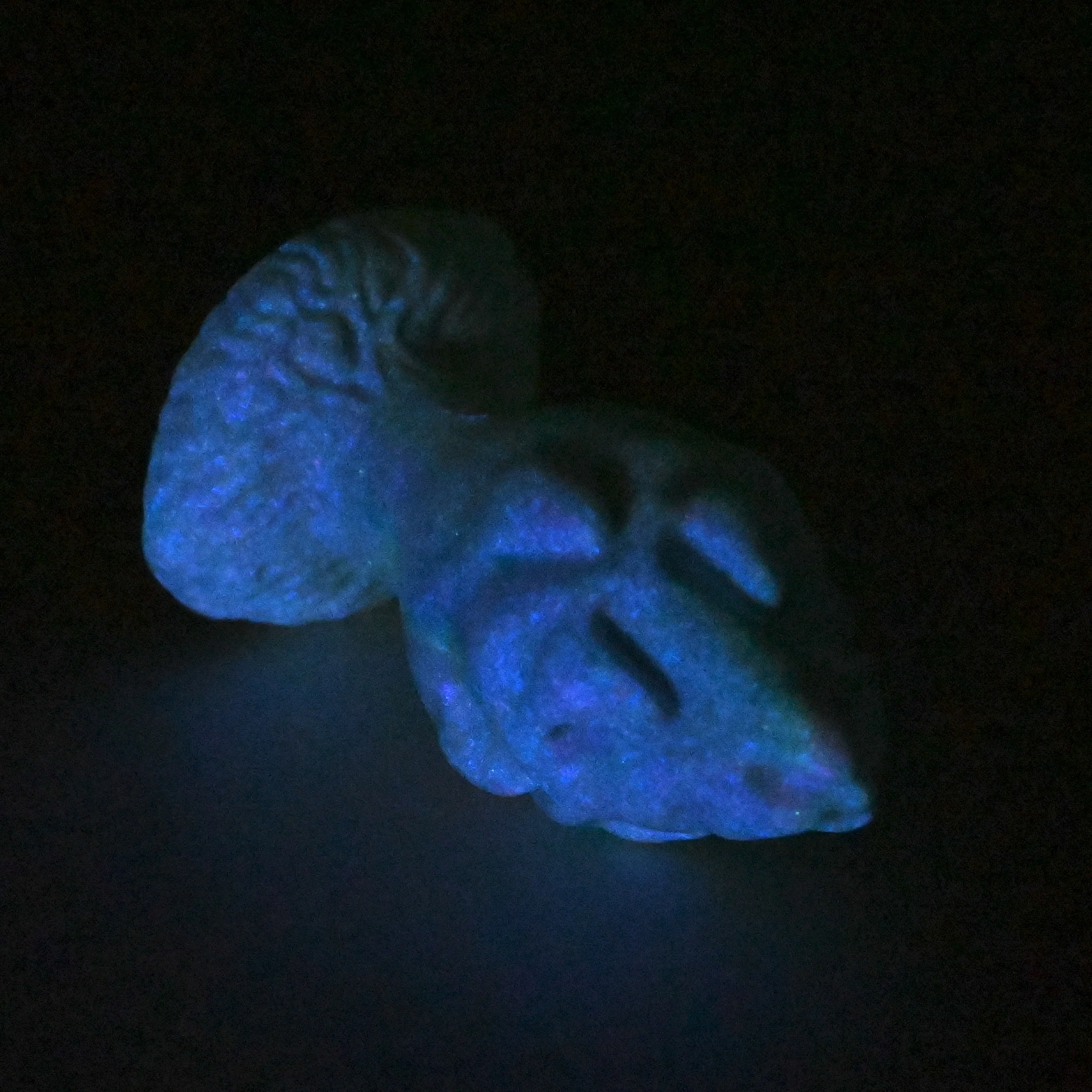F1SGV01 Dragonfruit Plug Mini 0030 UV GITD *FLOP* - Image 4