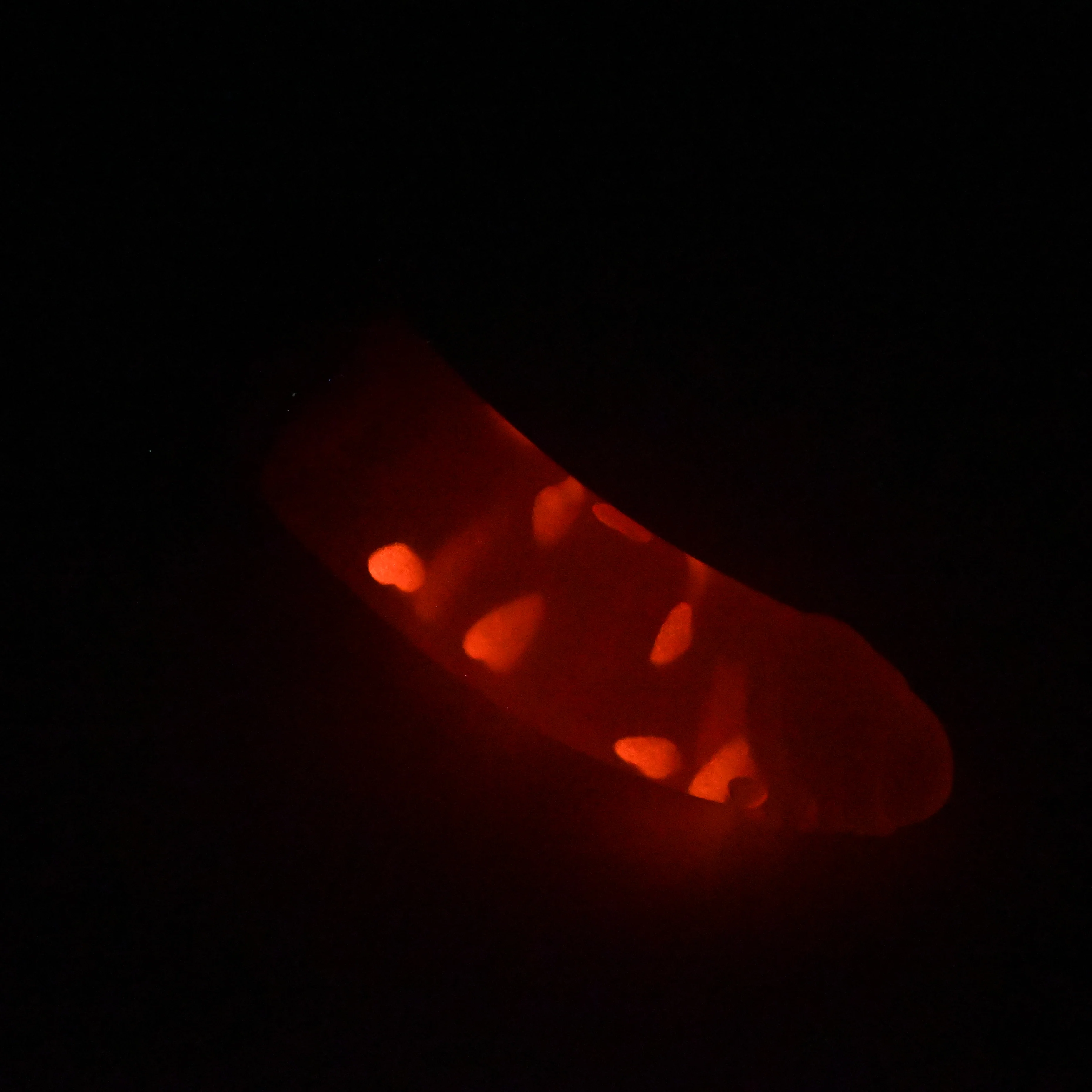 M3TJZ77 Ferrus Medium NC 0031 UV GITD CS - Image 4
