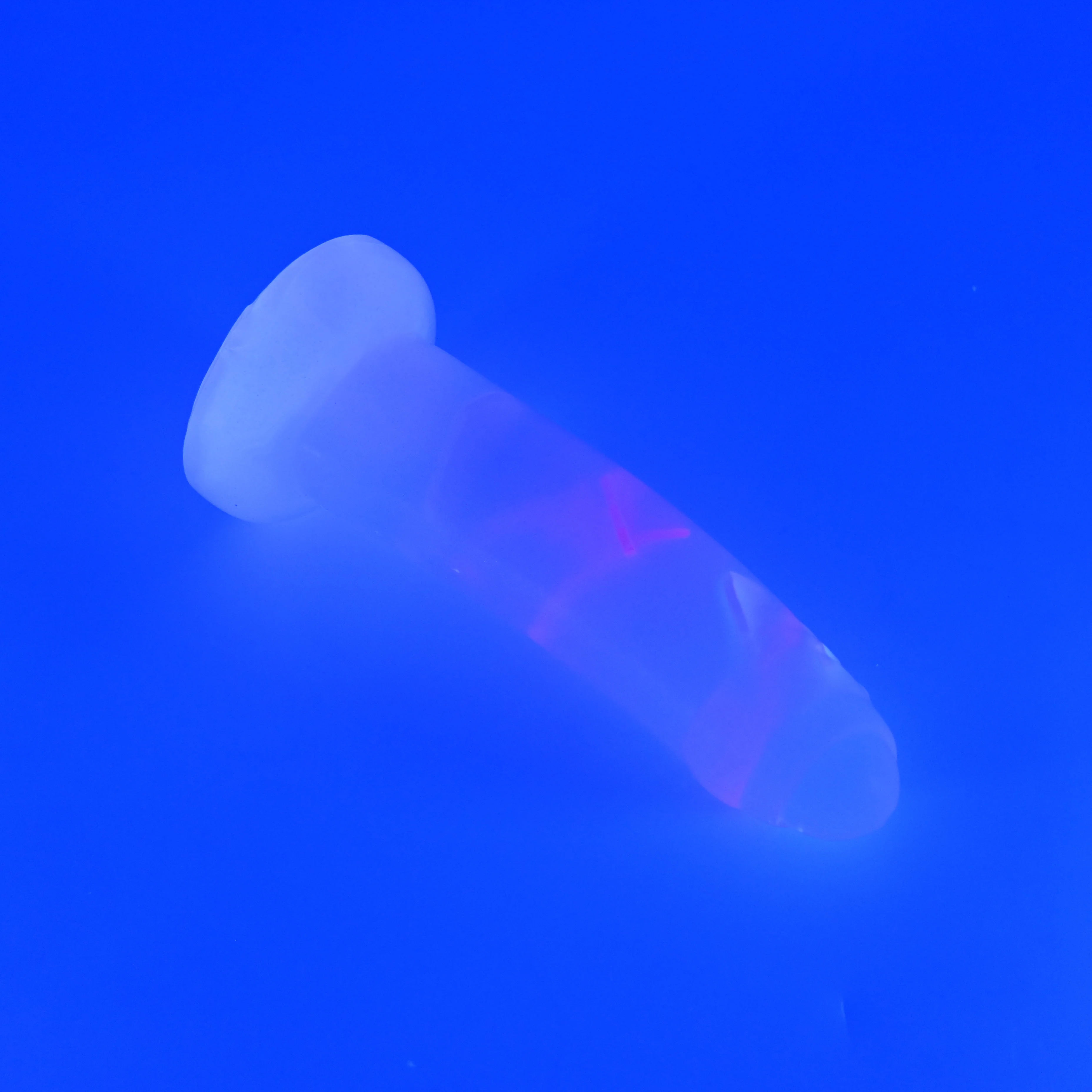M2THQ79 Ferrus Small NC 0031 UV CS - Image 3
