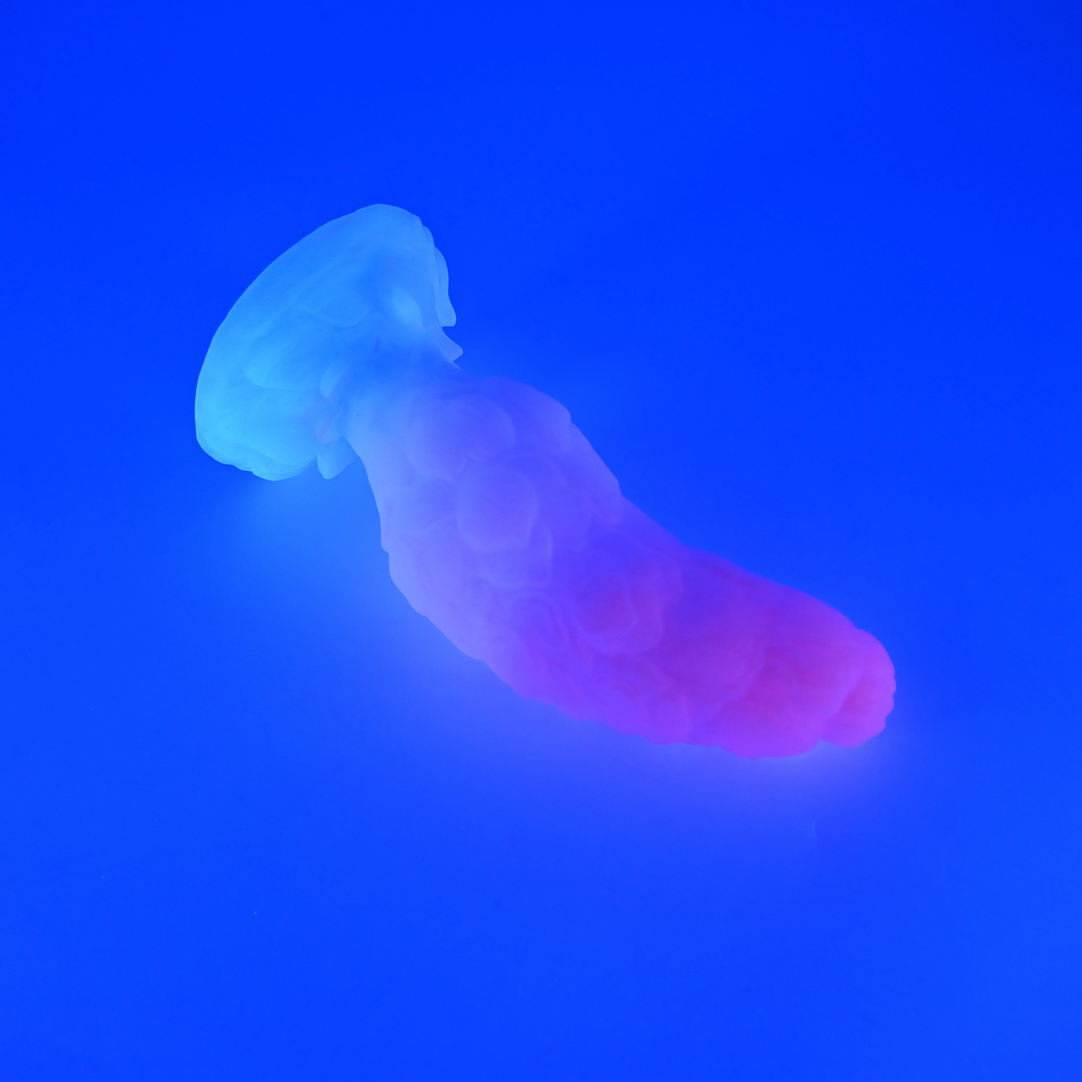 B3XHT45 Flora Medium 0020 UV CS - Image 3