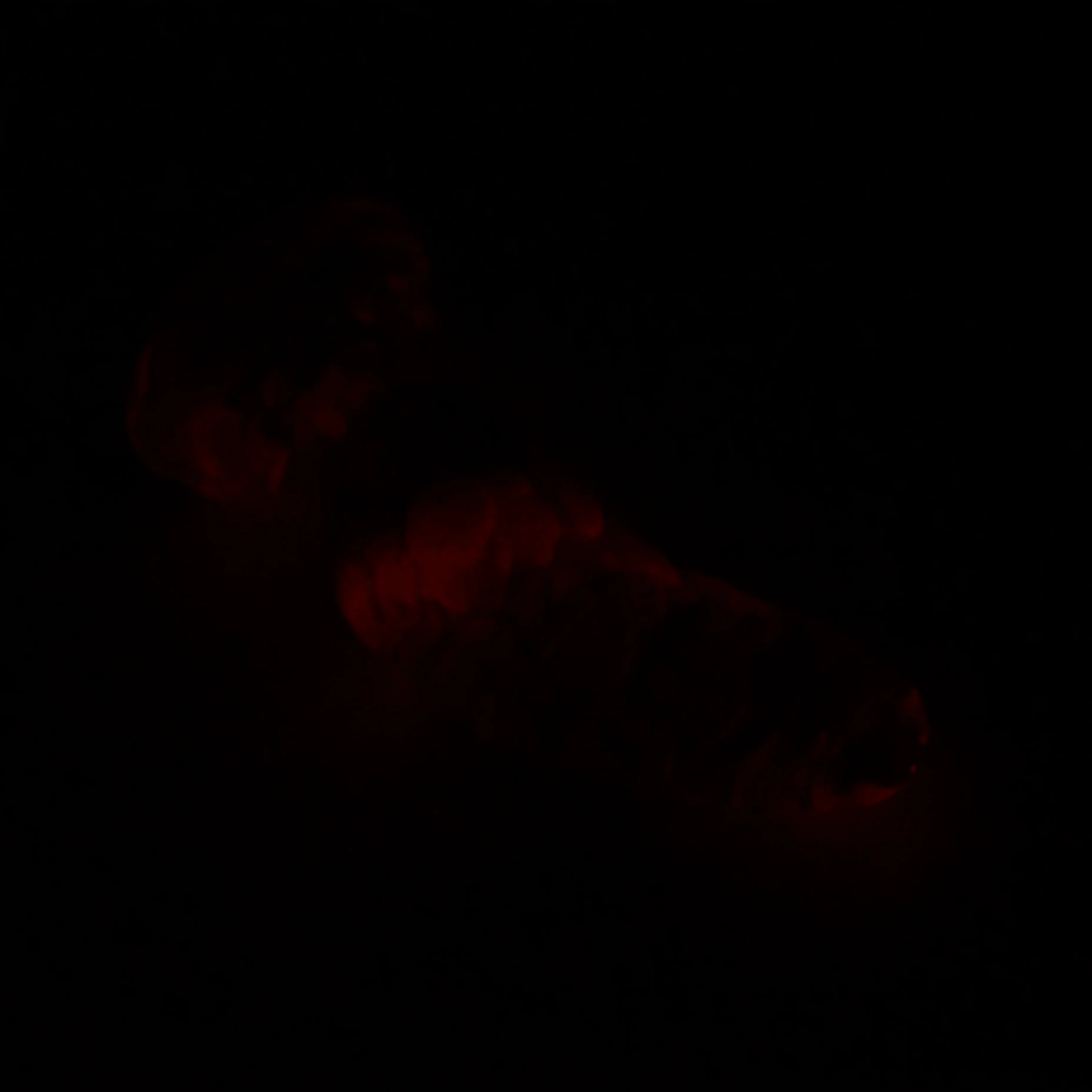 B3SHW67 Flora Medium 0030 UV GITD - Image 4