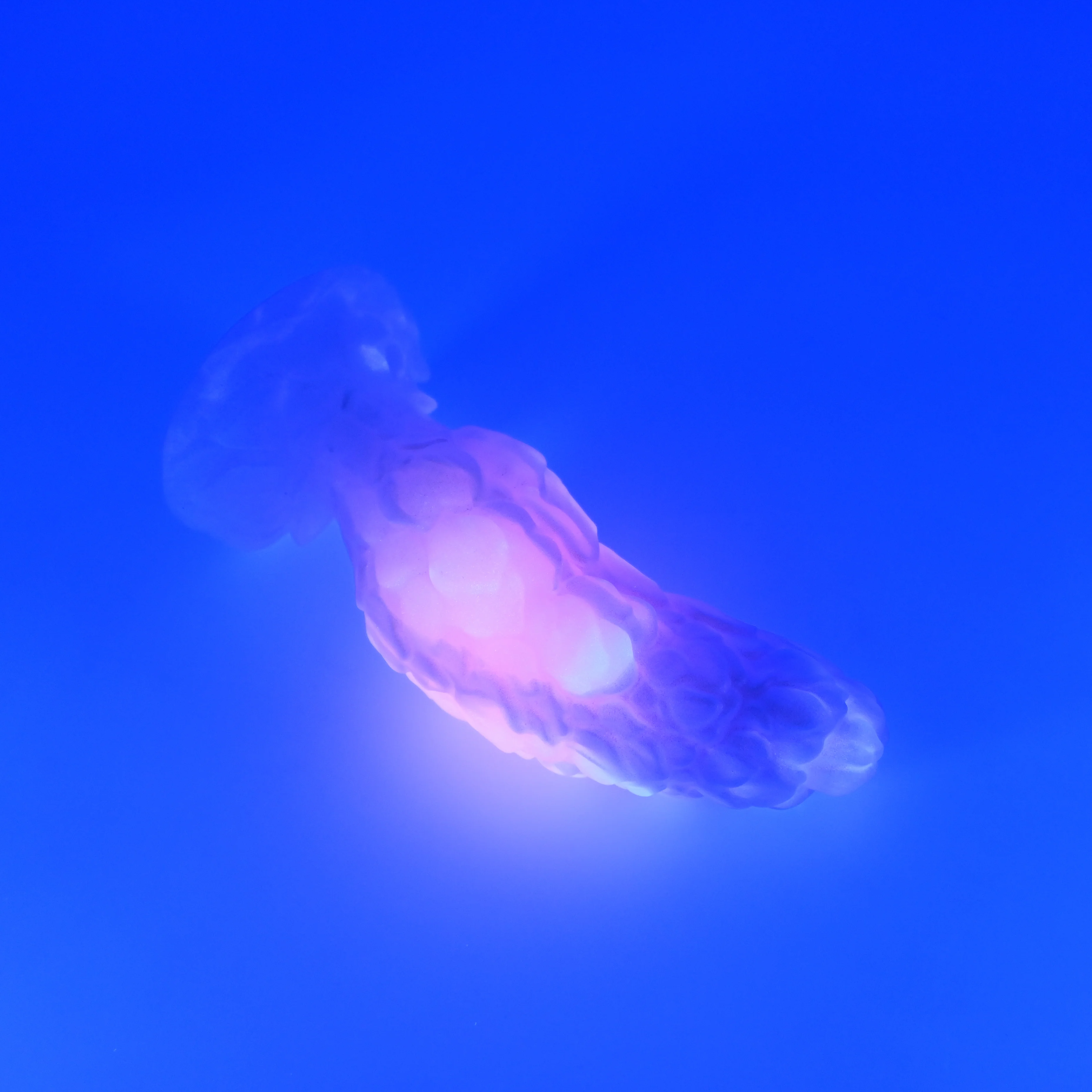 B2XHF29 Flora Small 0020 UV GITD CS - Image 3