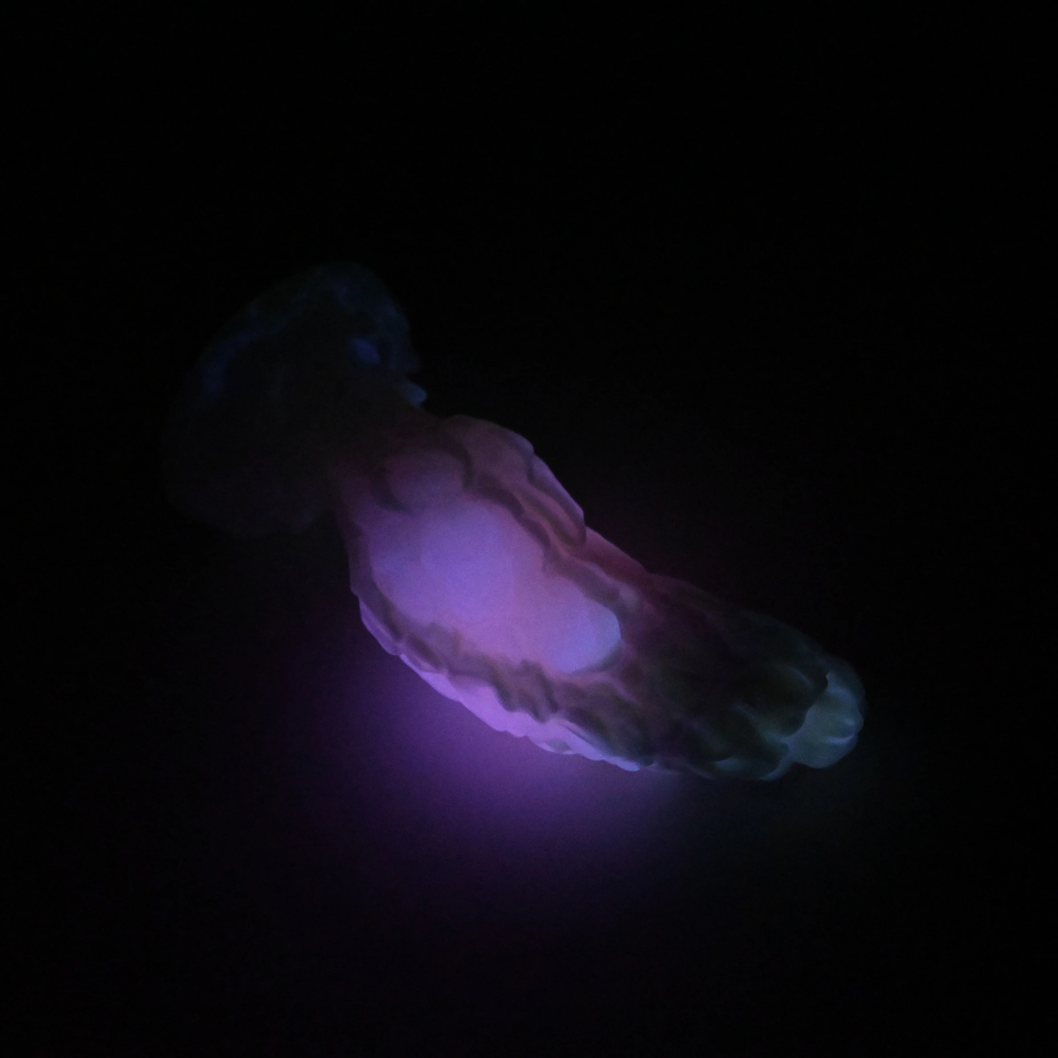B2XHF29 Flora Small 0020 UV GITD CS - Image 4