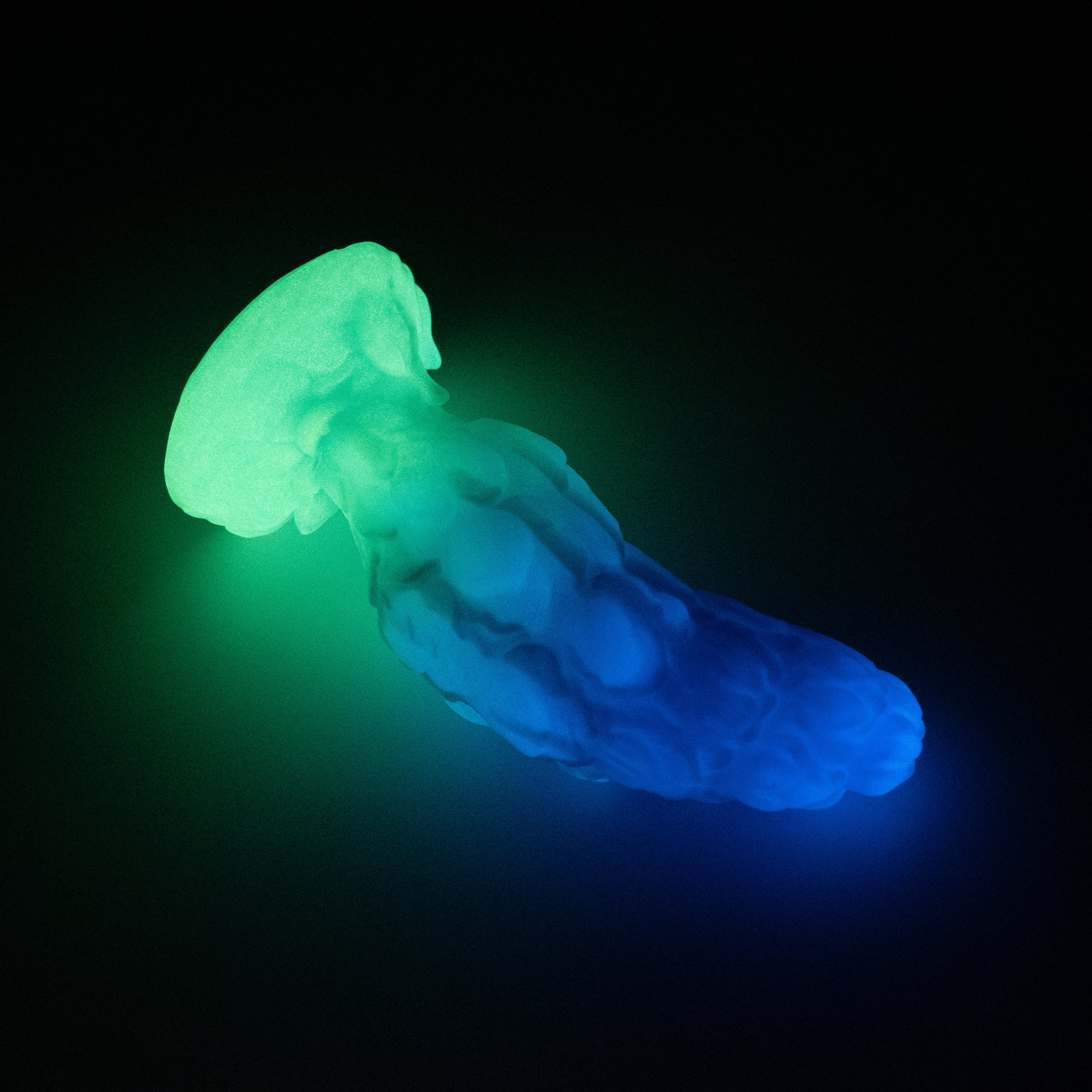 B2SJP72 Flora Small 0030 UV GITD CS - Image 4