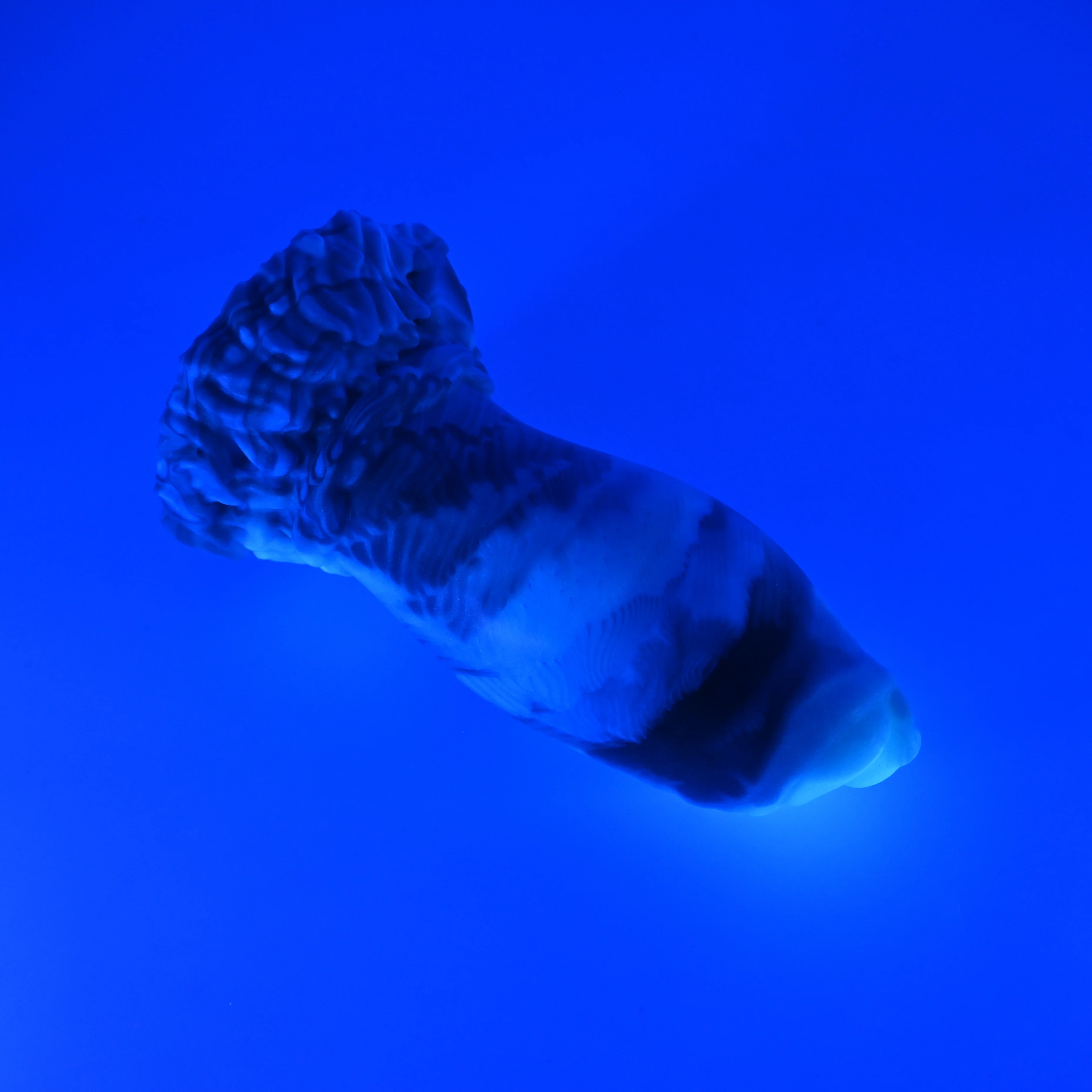 84MHU95^ Hue Large 0050 UV GITD GHPA - Image 3