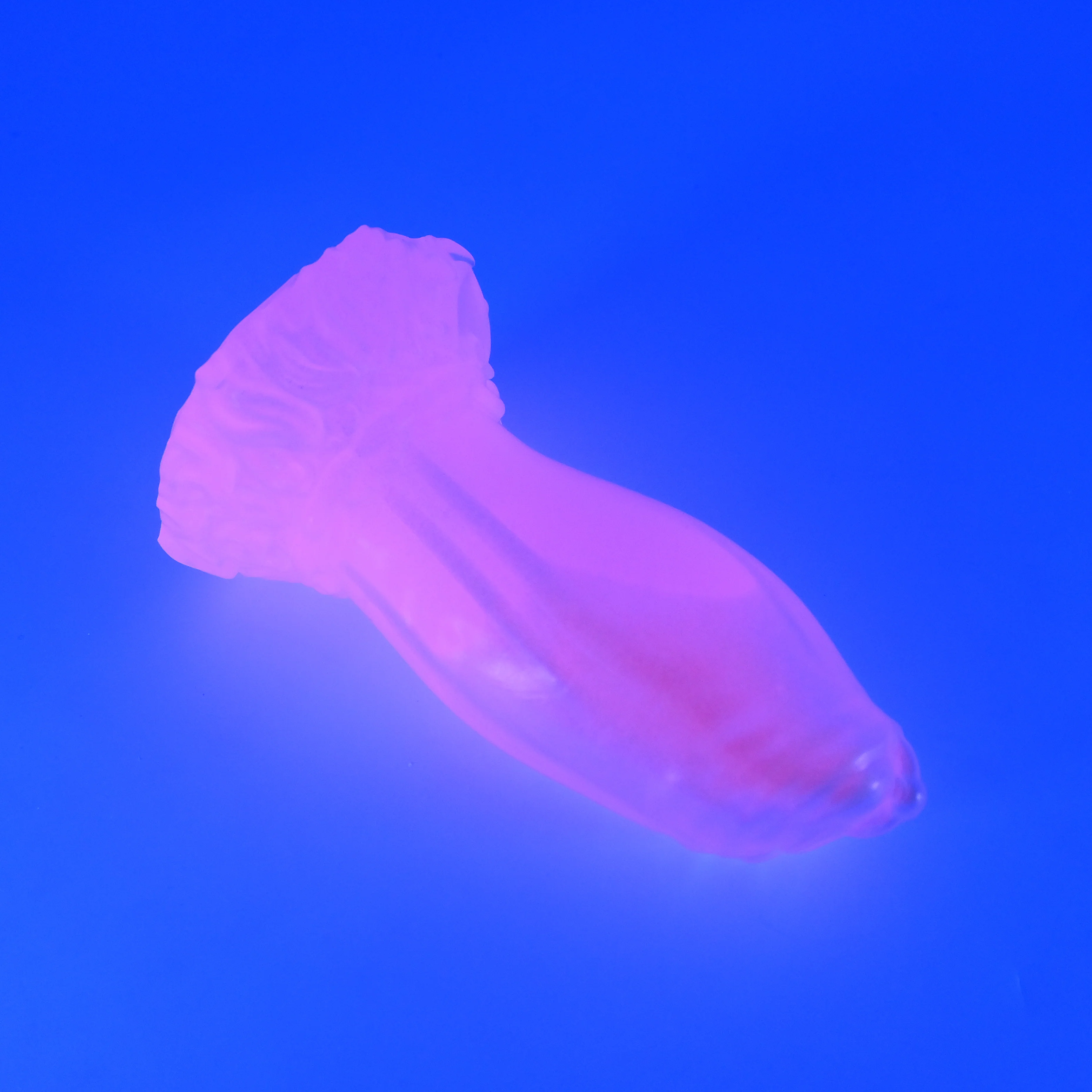 83THU92u Hue Medium NC 0031 UV CS GHU - Image 3