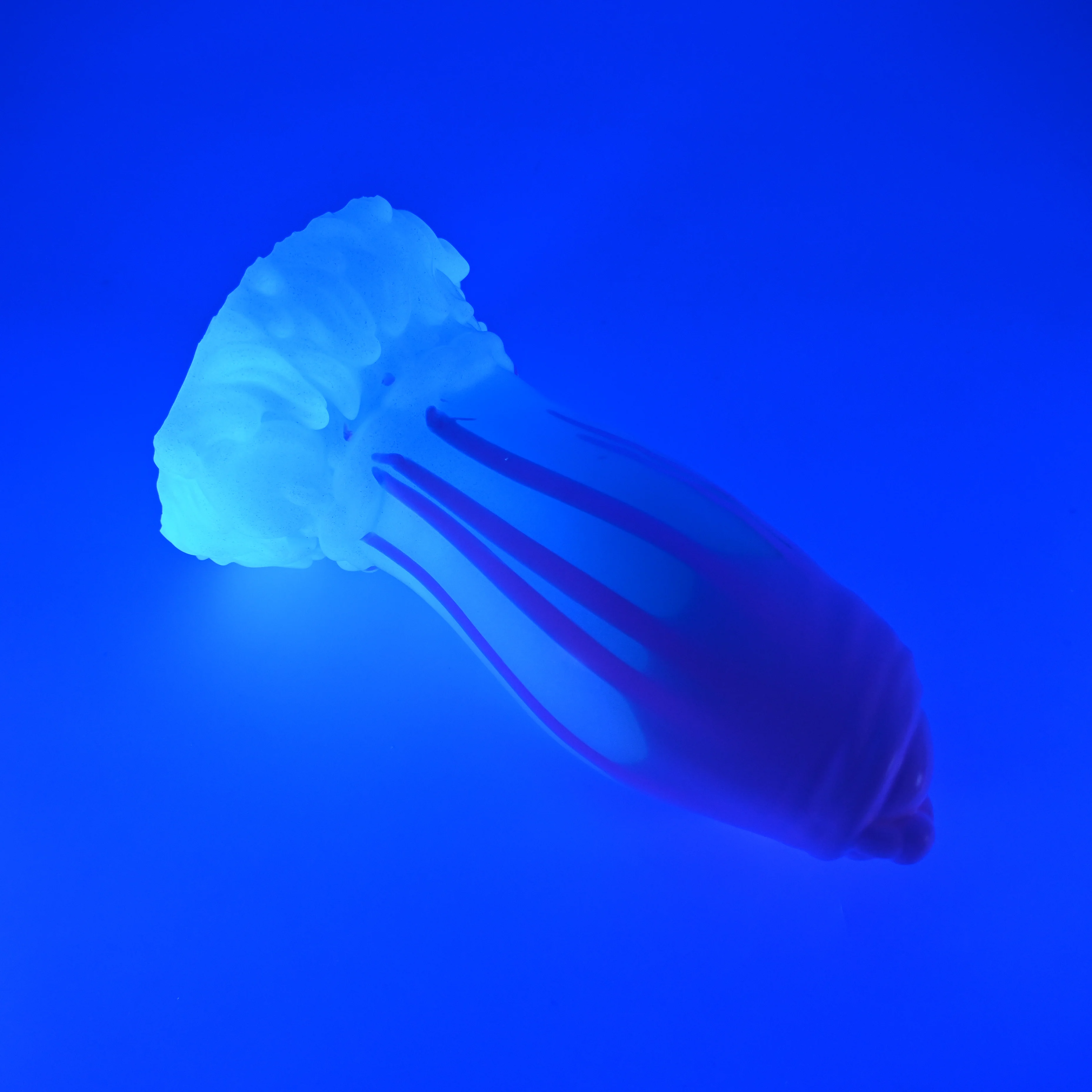 85XHV01 Hue XL 0020 UV GITD - Image 3
