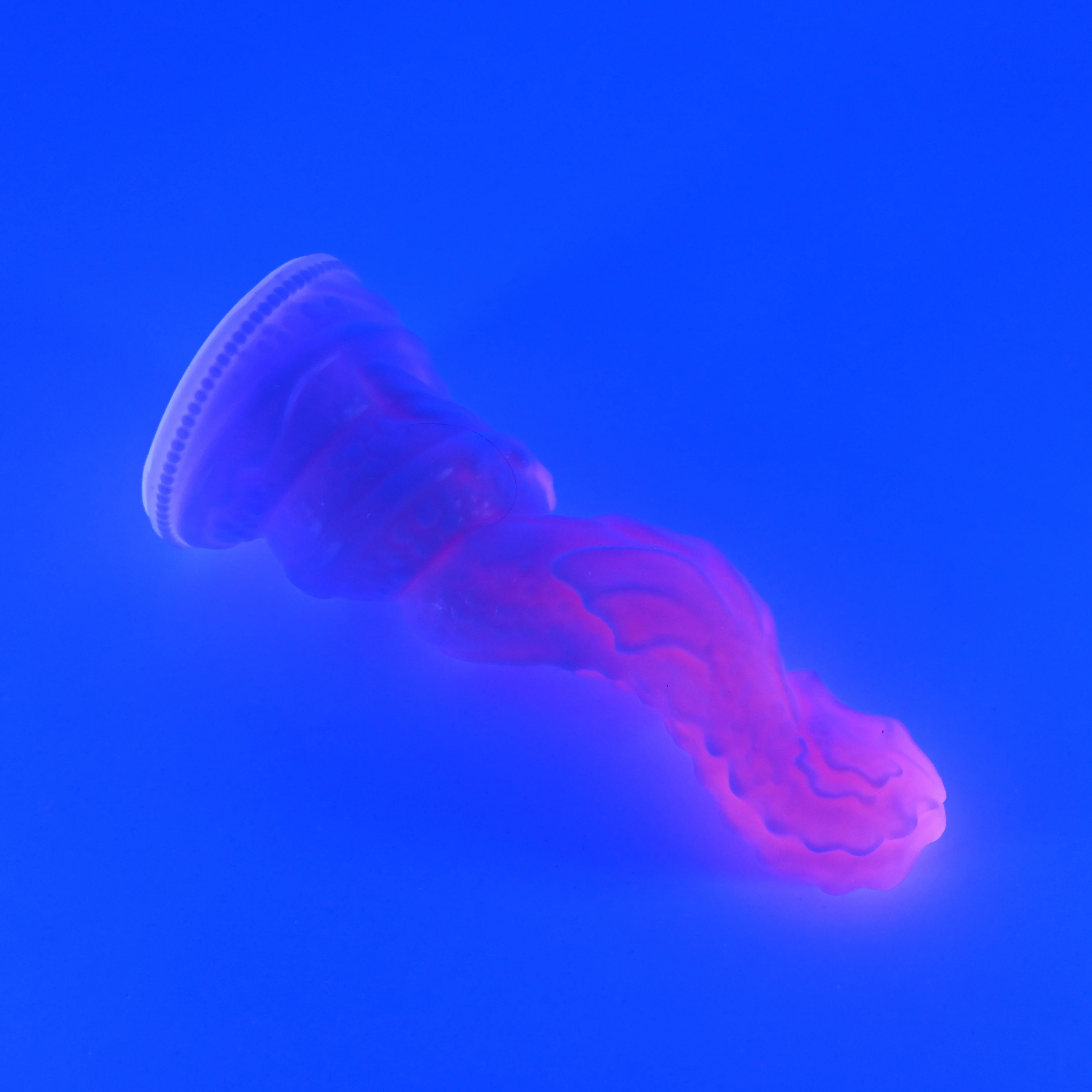 H2MHM39u Hydrae Small 0050 UV GITD GHU - Image 3