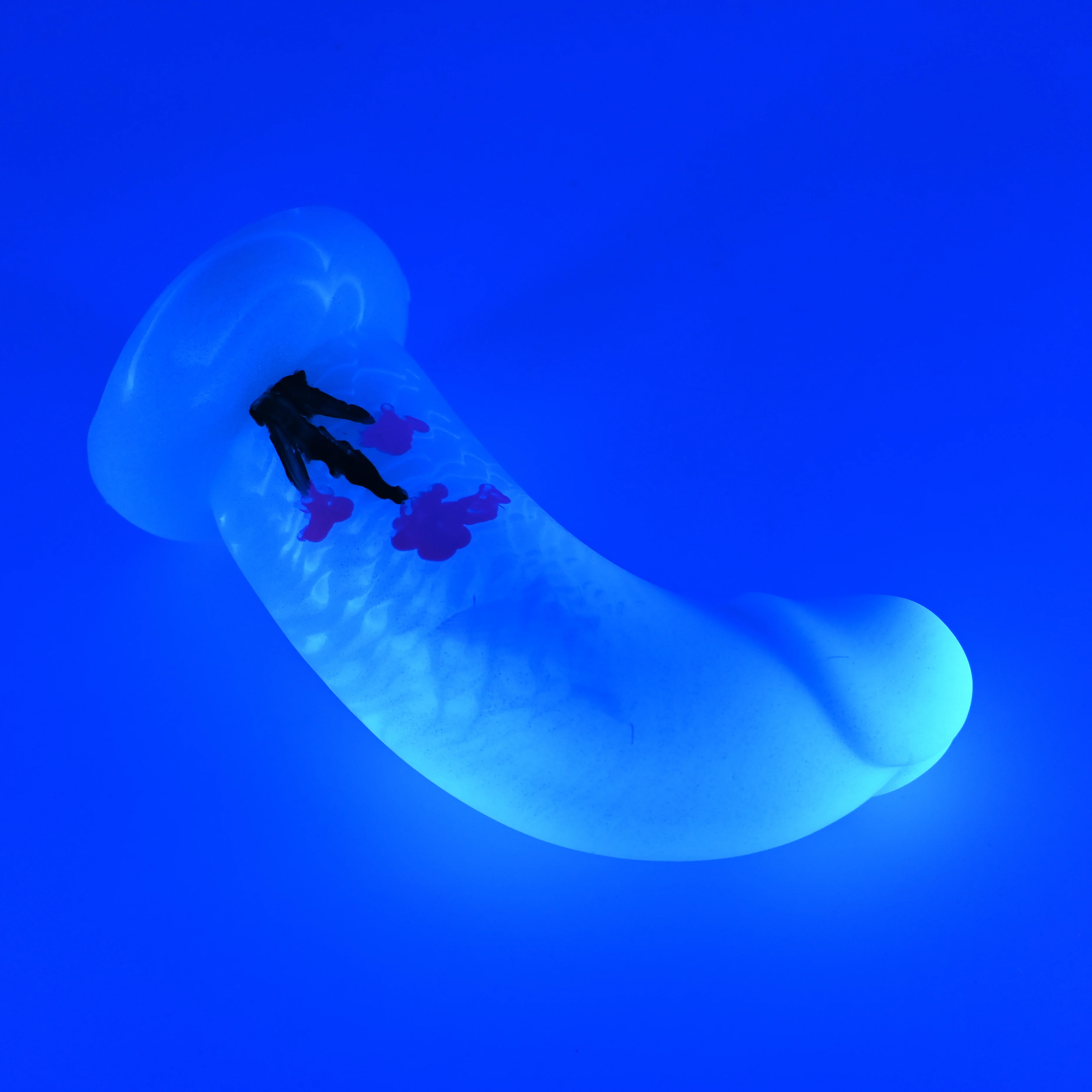 G3MHM36u Ignis Medium 0050 UV GITD GHU - Image 3