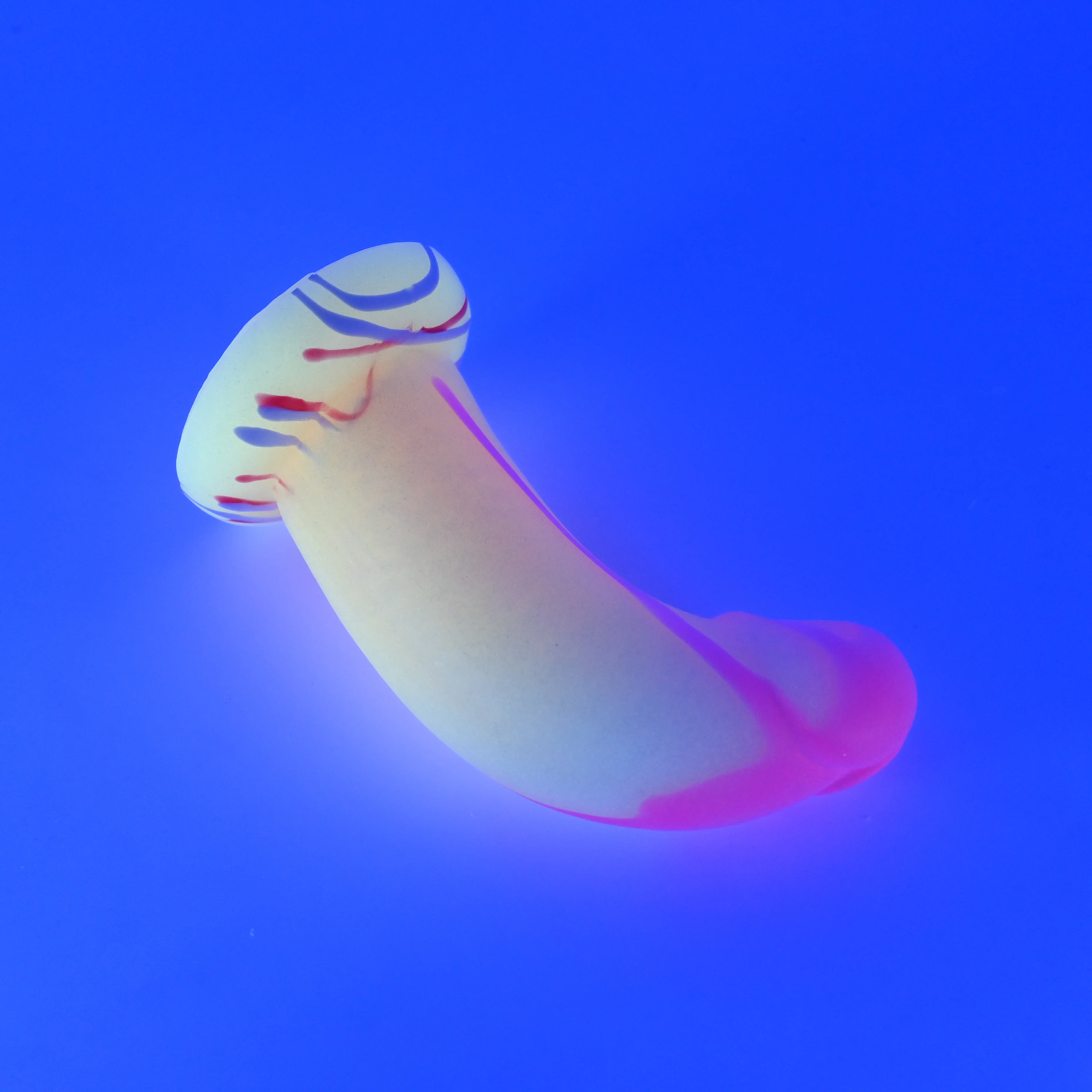 G2SJX40 Ignis Small 0030 UV GITD - Image 3