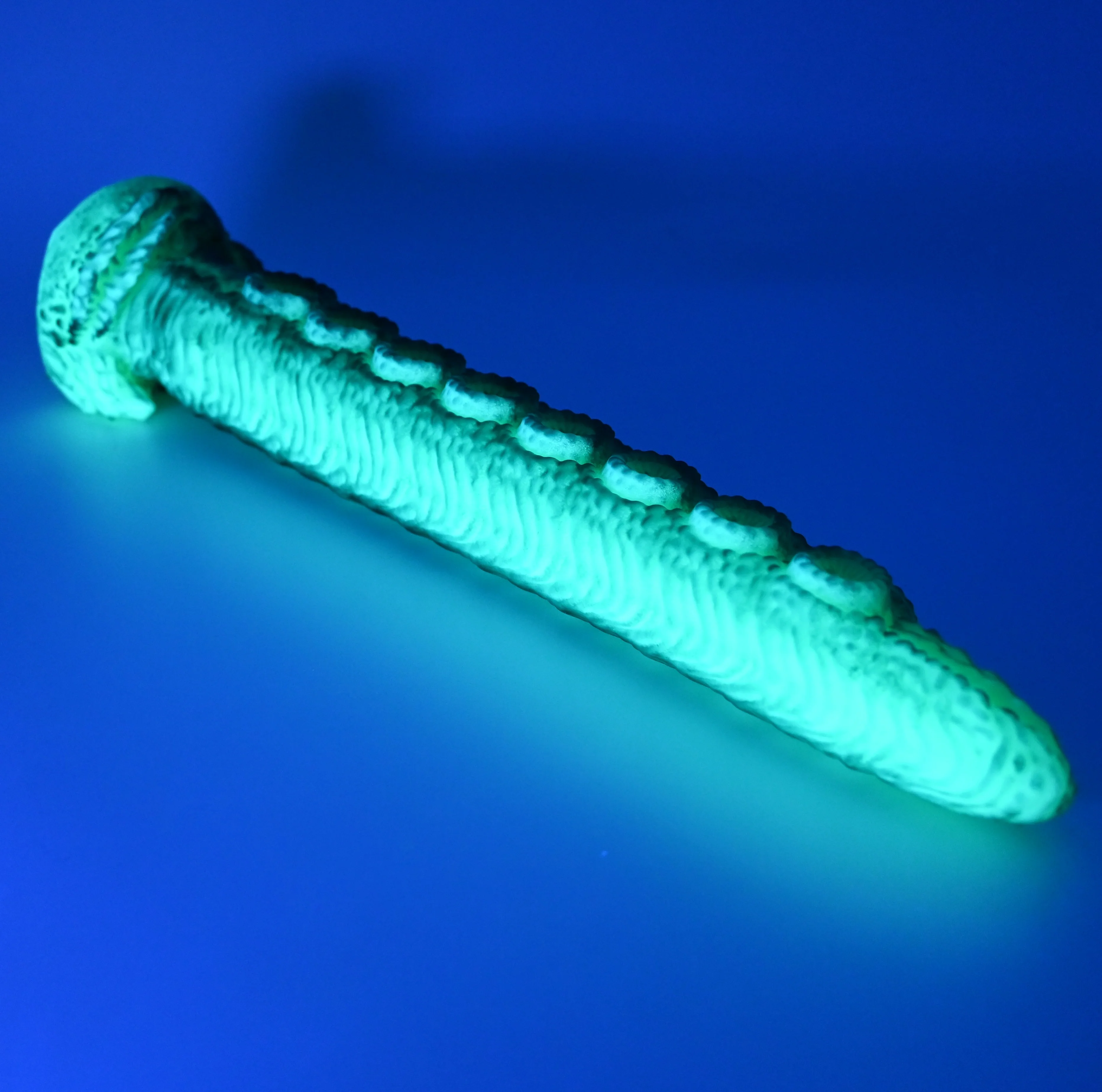 E3SFX63 Illex Medium 0030 UV GITD - Image 3