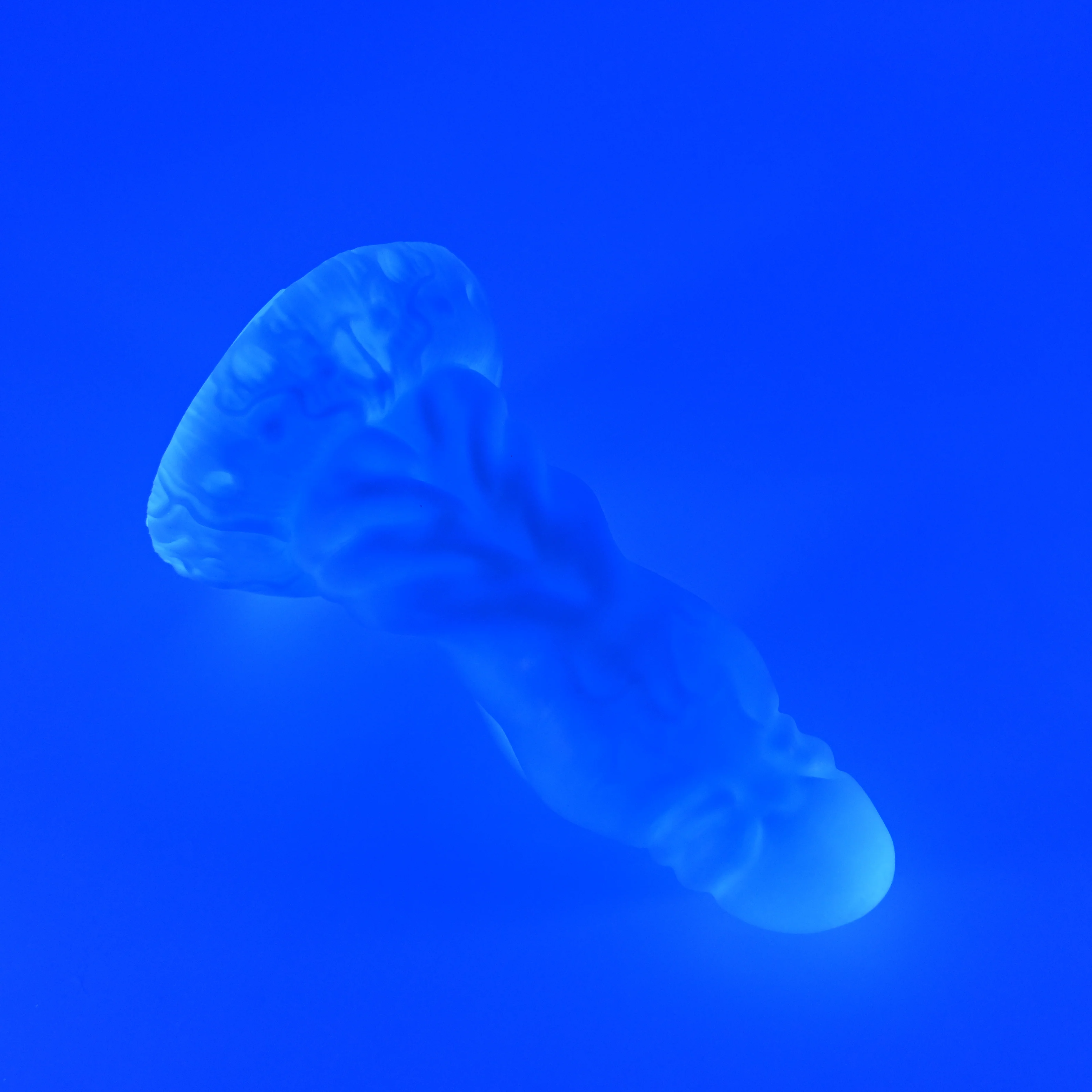 J2XHJ51 Jupiter Small 0030 UV GITD - Image 3
