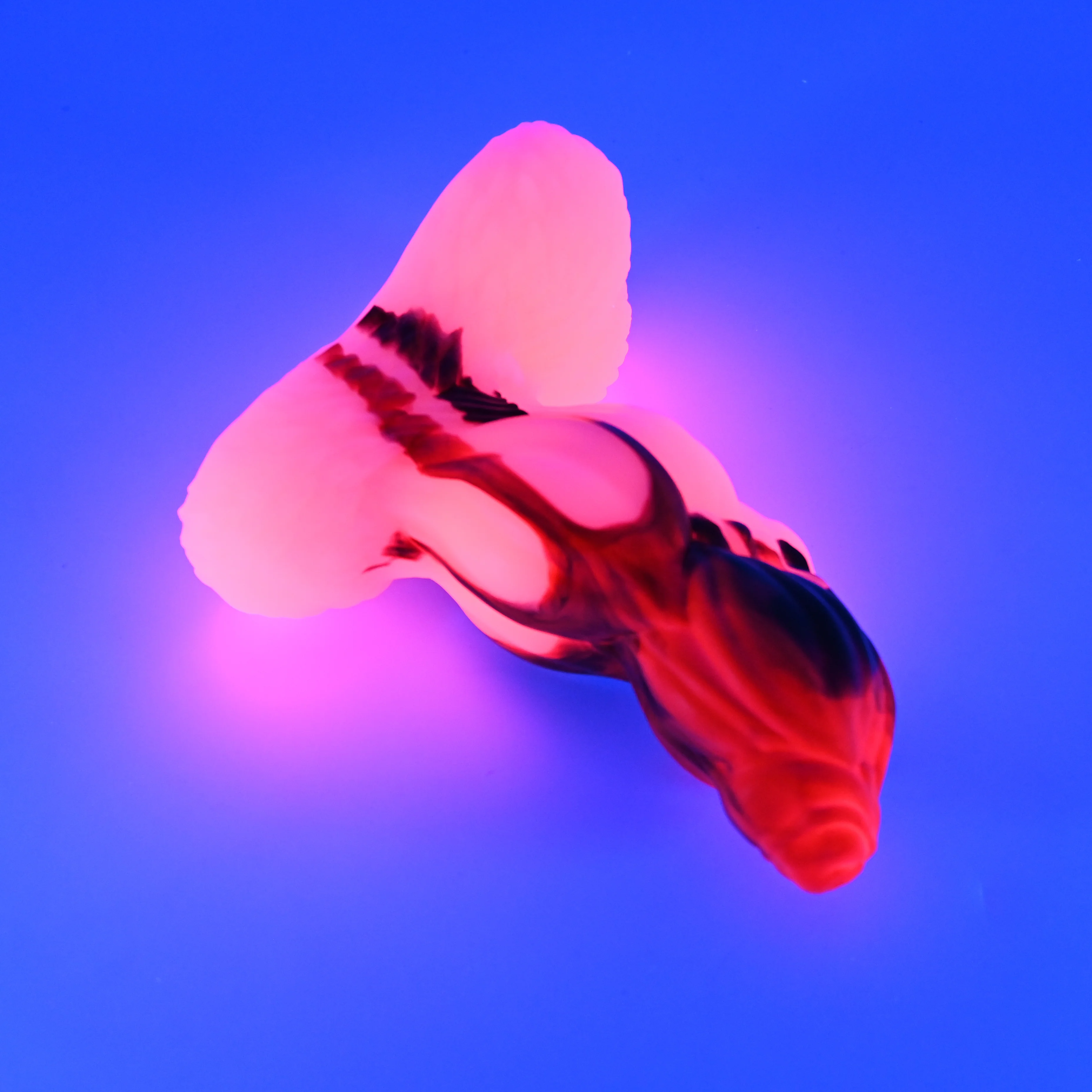 Y3MHS78 Kong Medium 0050 UV GITD - Image 3