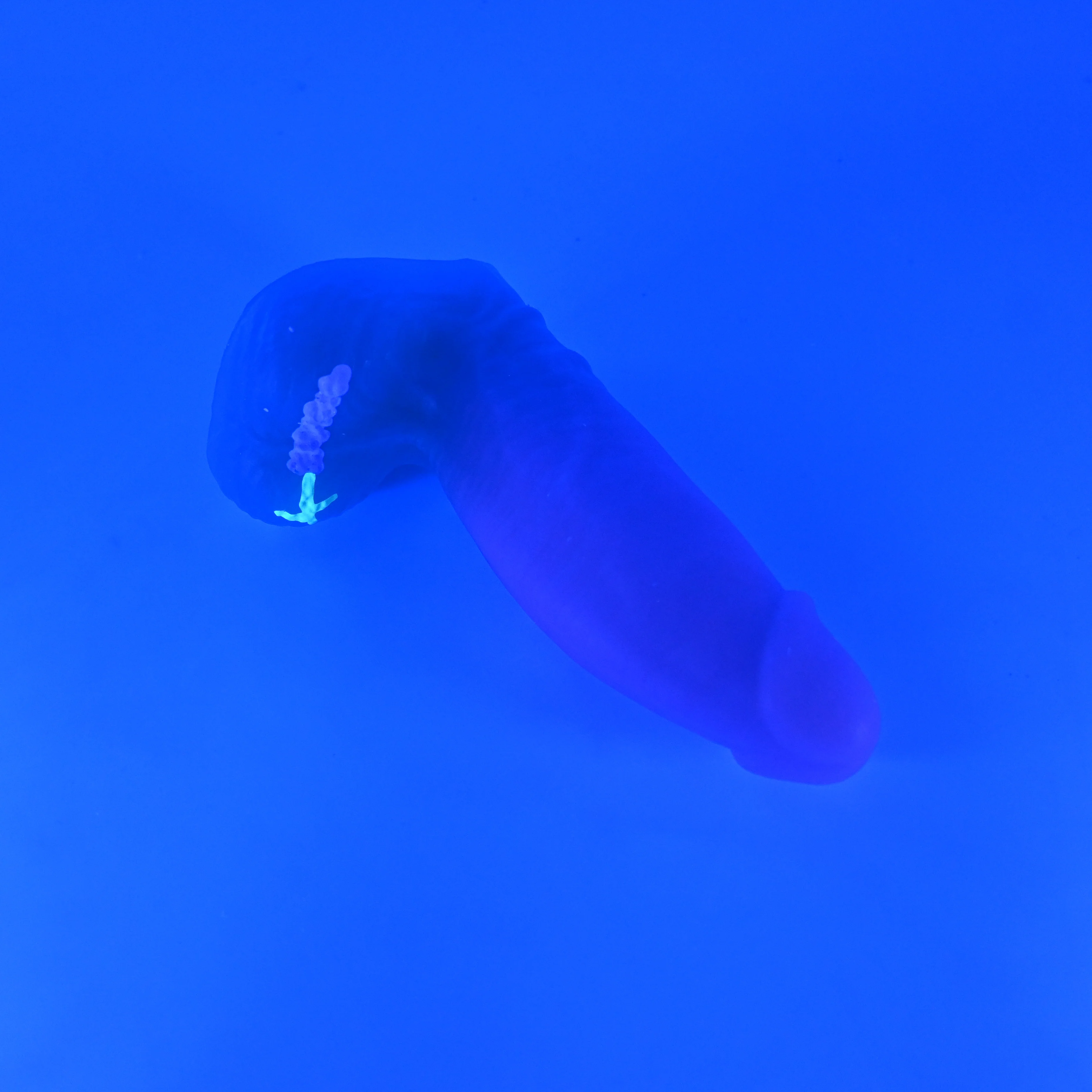 92MKB04 Kronos Small 0050 UV GITD - Image 3