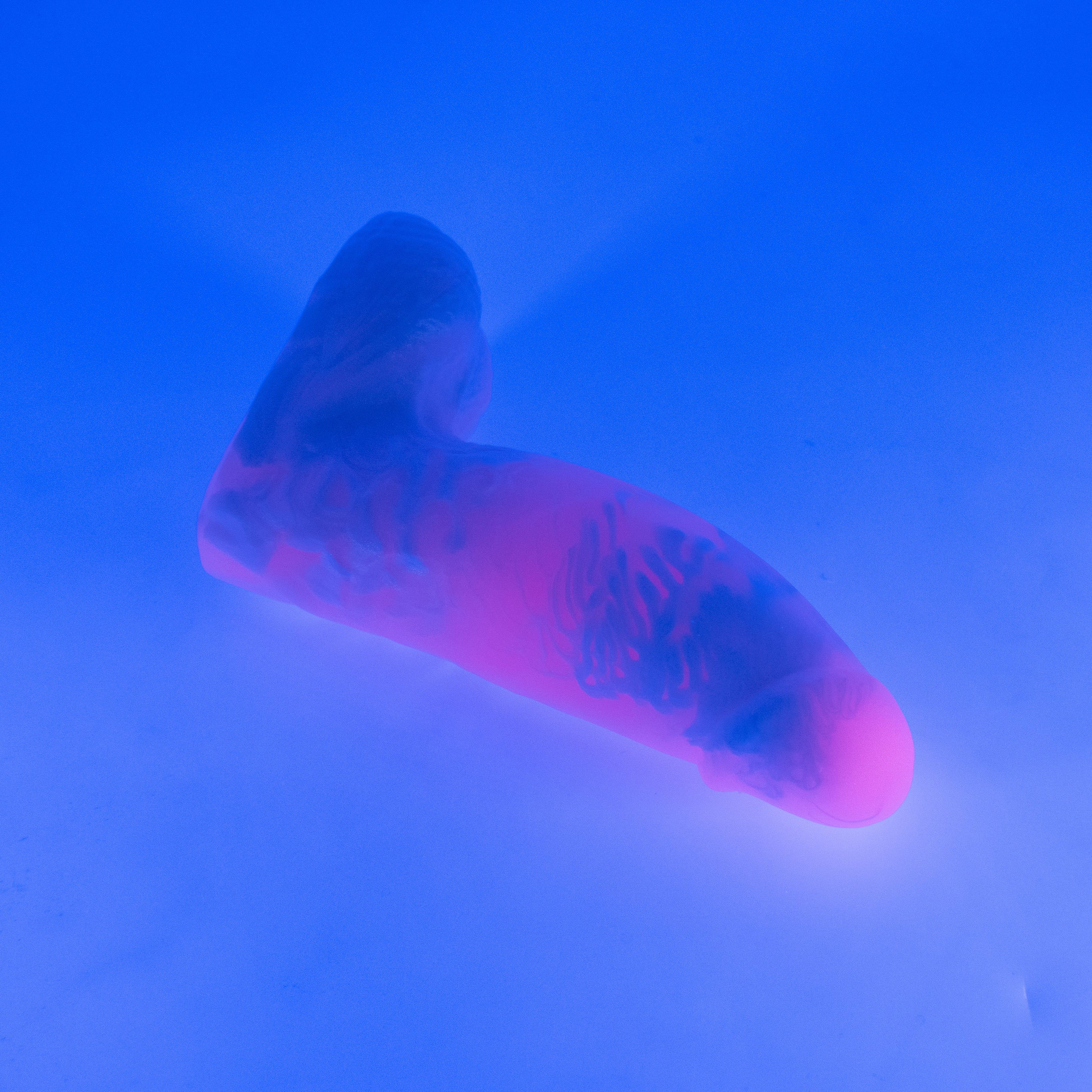 92MJP44 Kronos Small 0050 UV CS - Image 3
