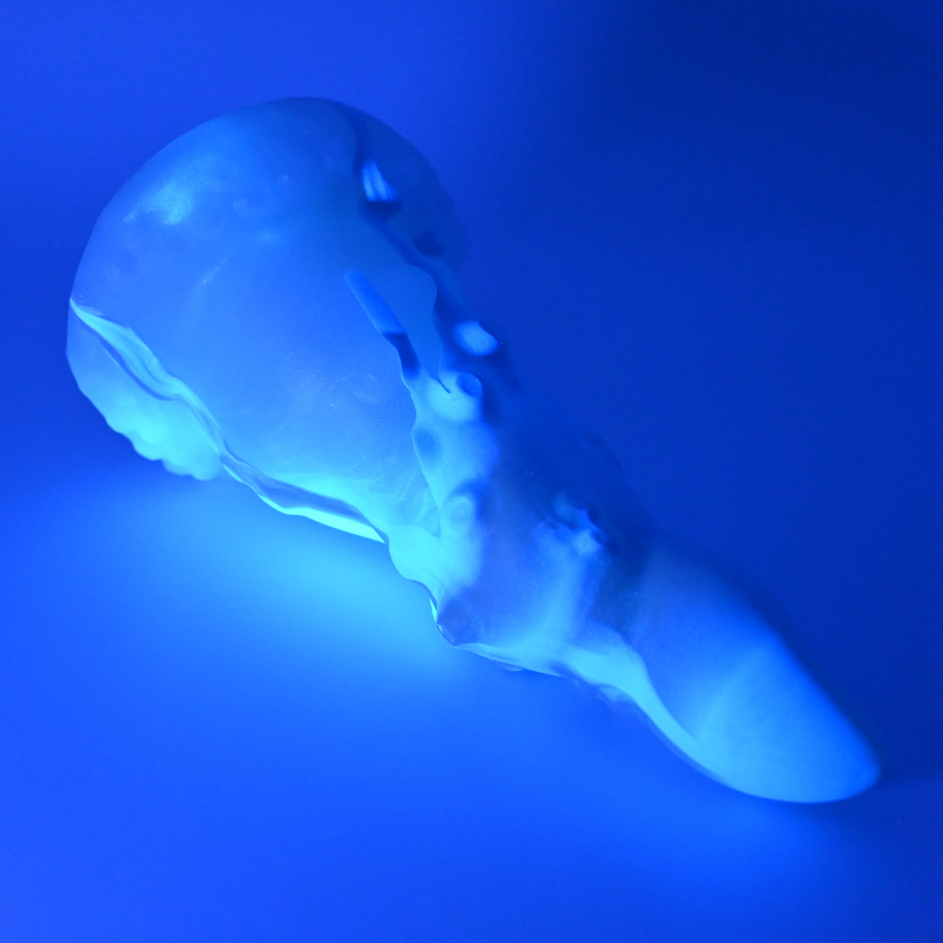 N3SFW25 Nereid Medium 0030 UV GITD - Image 3