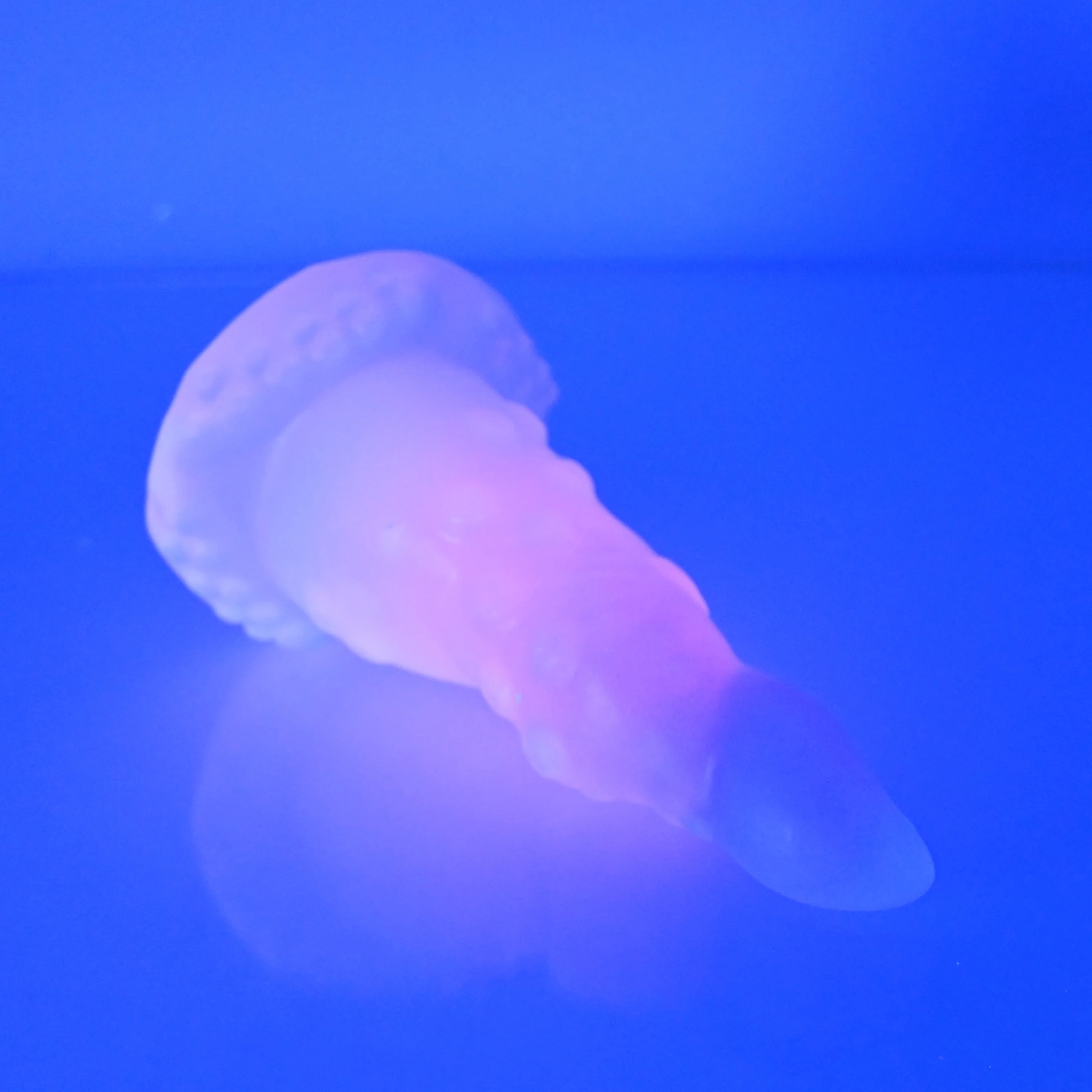 N1NCD96 Nereid Mini NC 0045 UV - Image 3