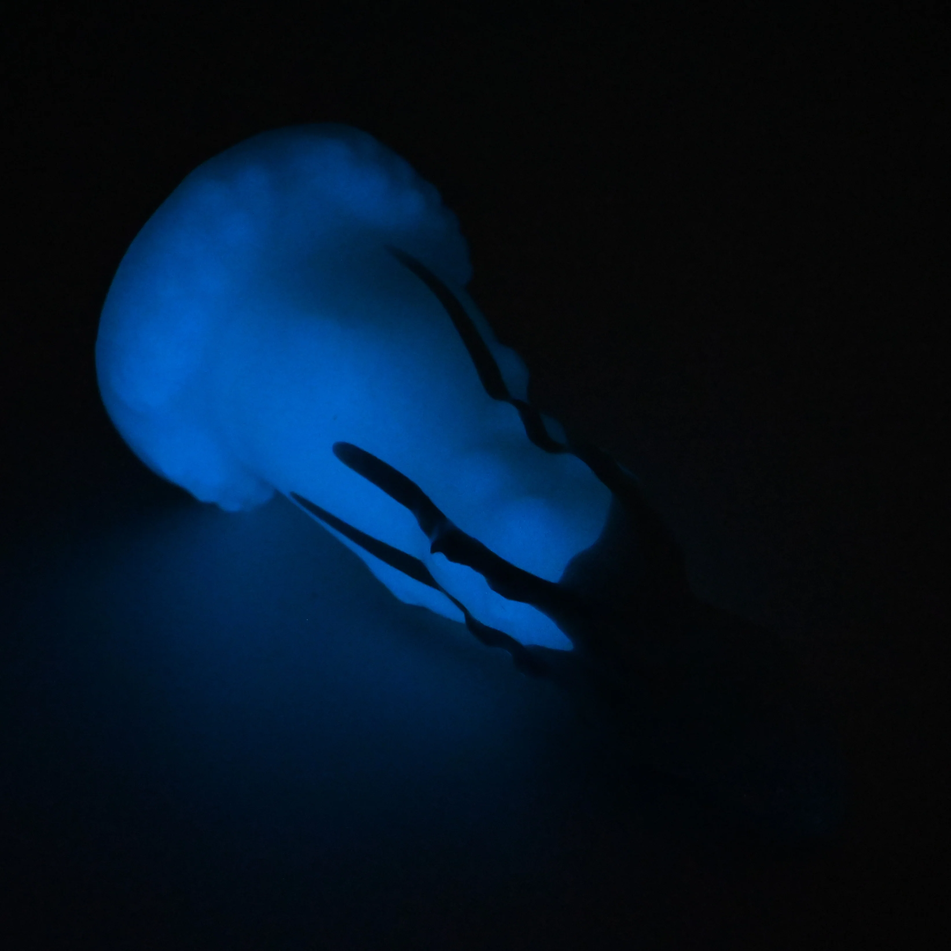 N2MGH65 Nereid Small 0050 UV GITD - Image 4