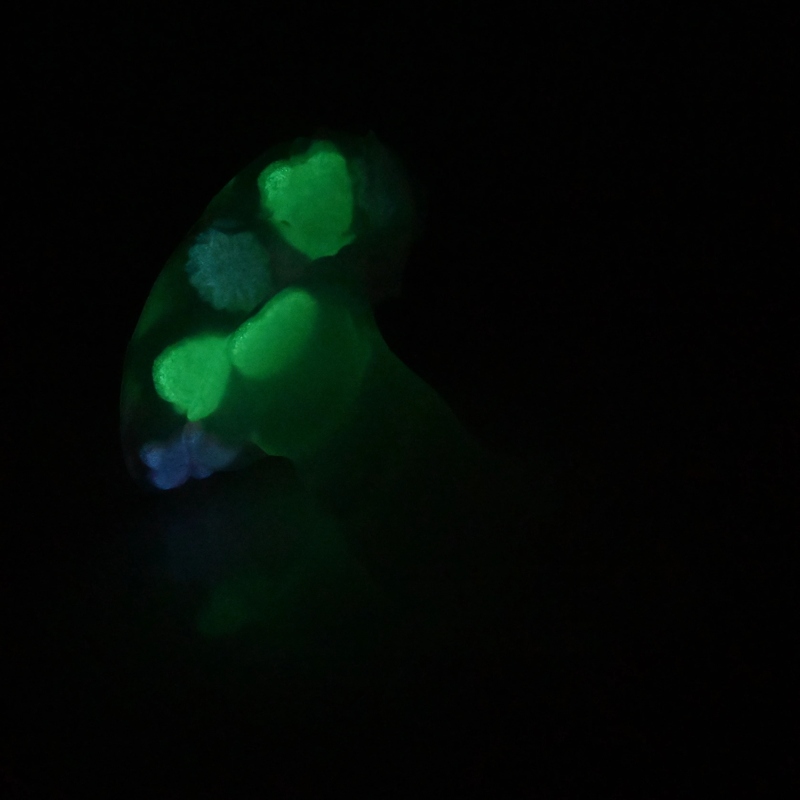 R3TDL95 Oberon Medium NC 0031 UV GITD CS - Image 4