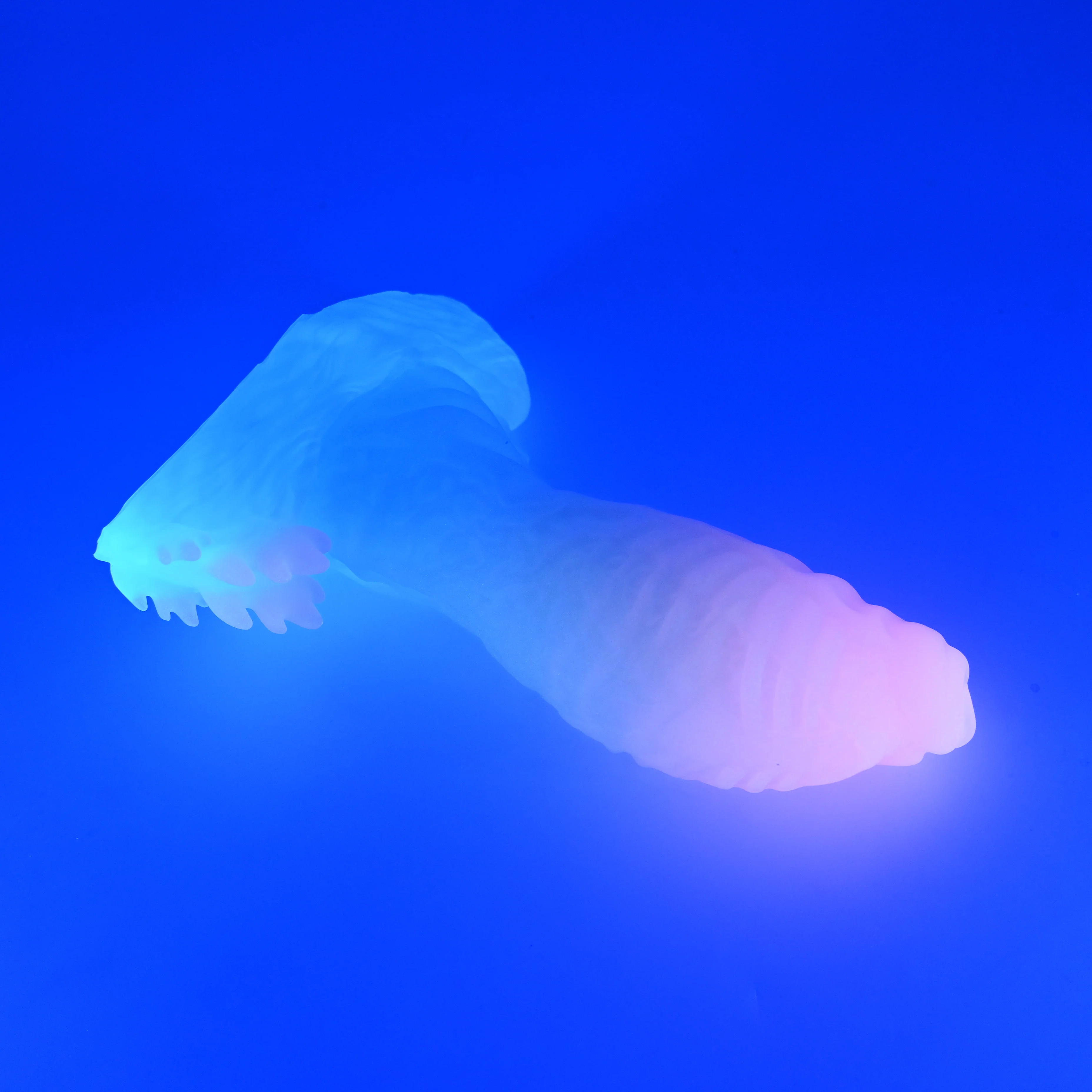 X3XJW43 Shin Medium 0020 UV GITD - Image 3
