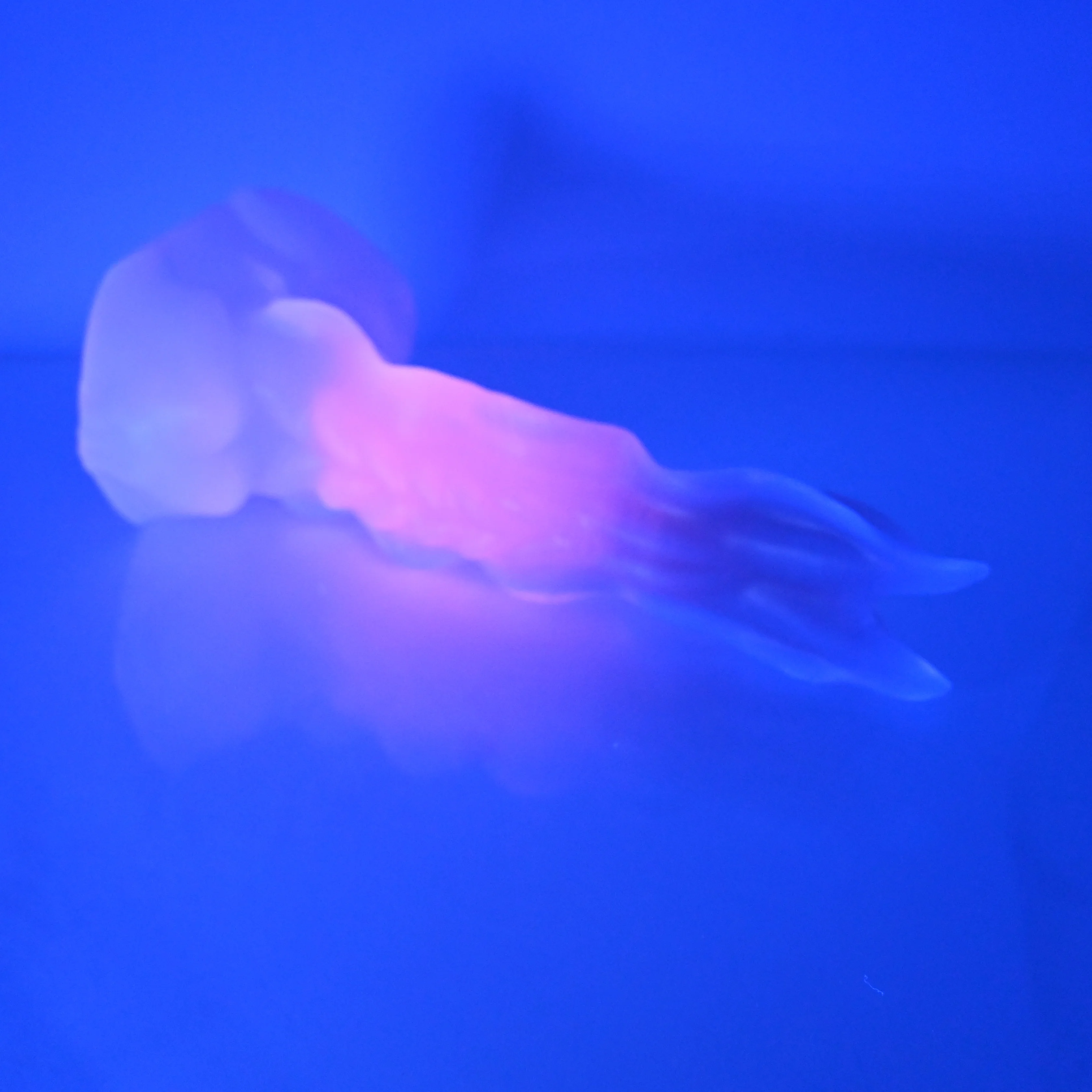 V3NCE47 Snark's Maw Medium NC 0045 UV - Image 3