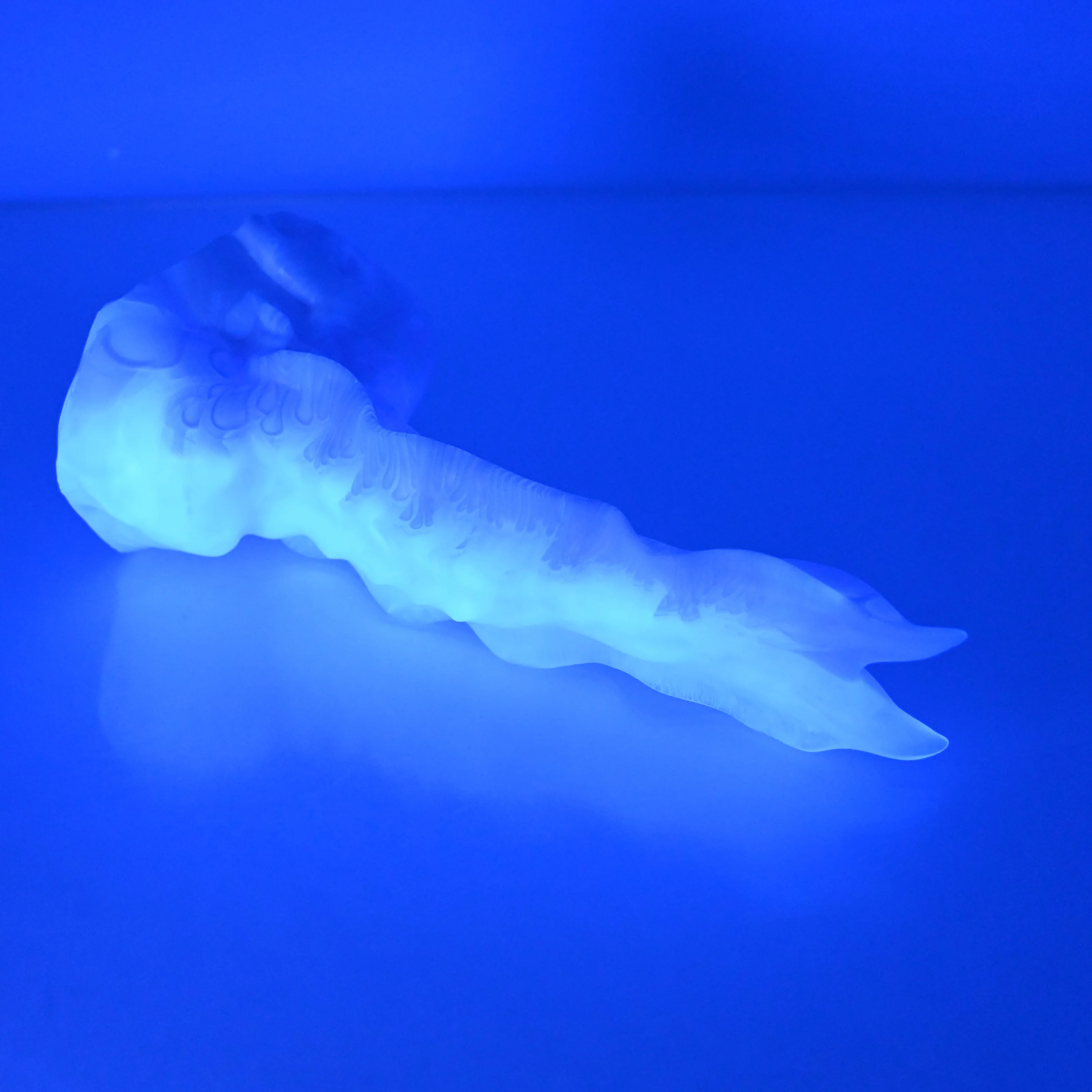 V1TCC77 Snark's Maw Mini NC 0031 UV - Image 3