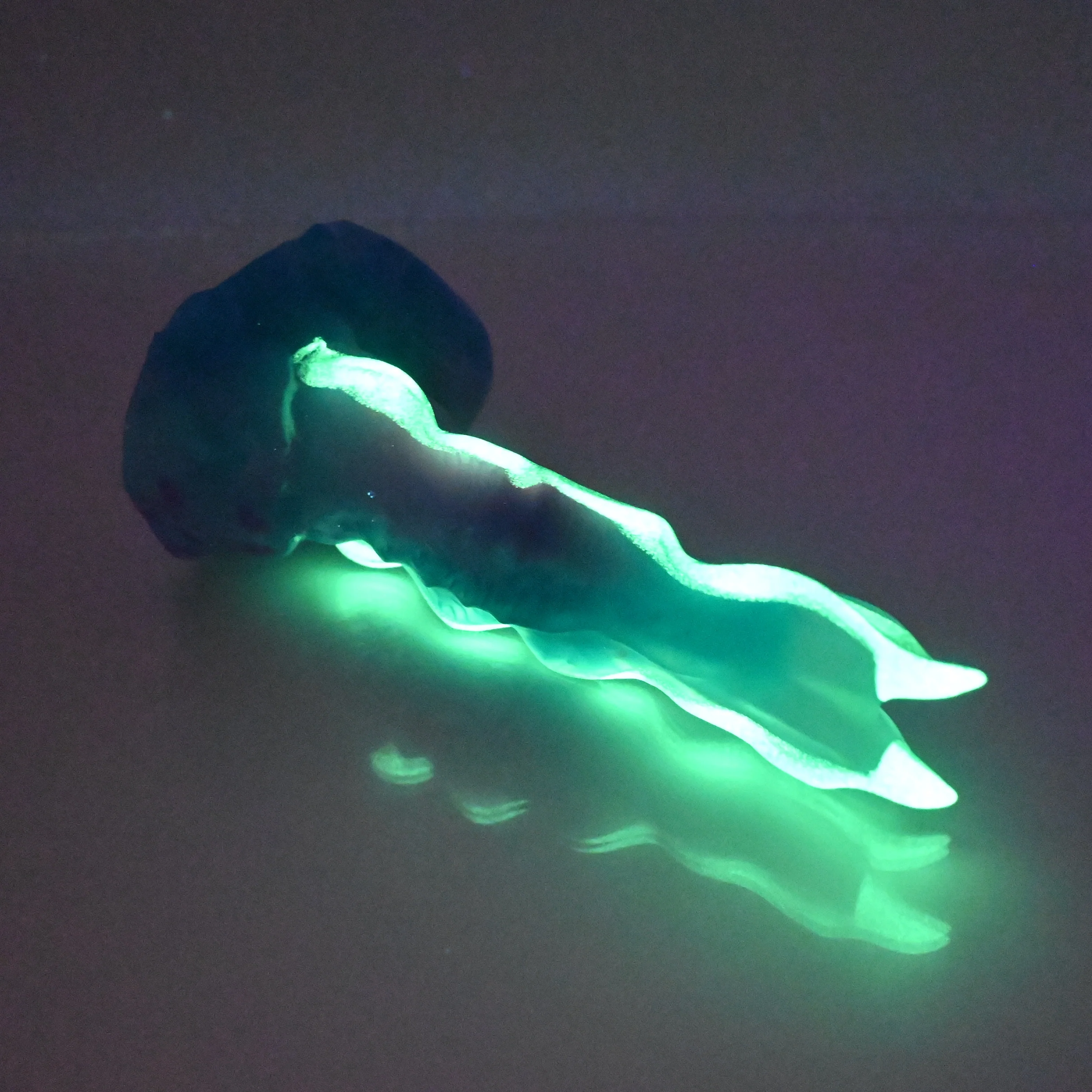 V1TCC75 Snark's Maw Mini NC 0031 UV GITD - Image 4