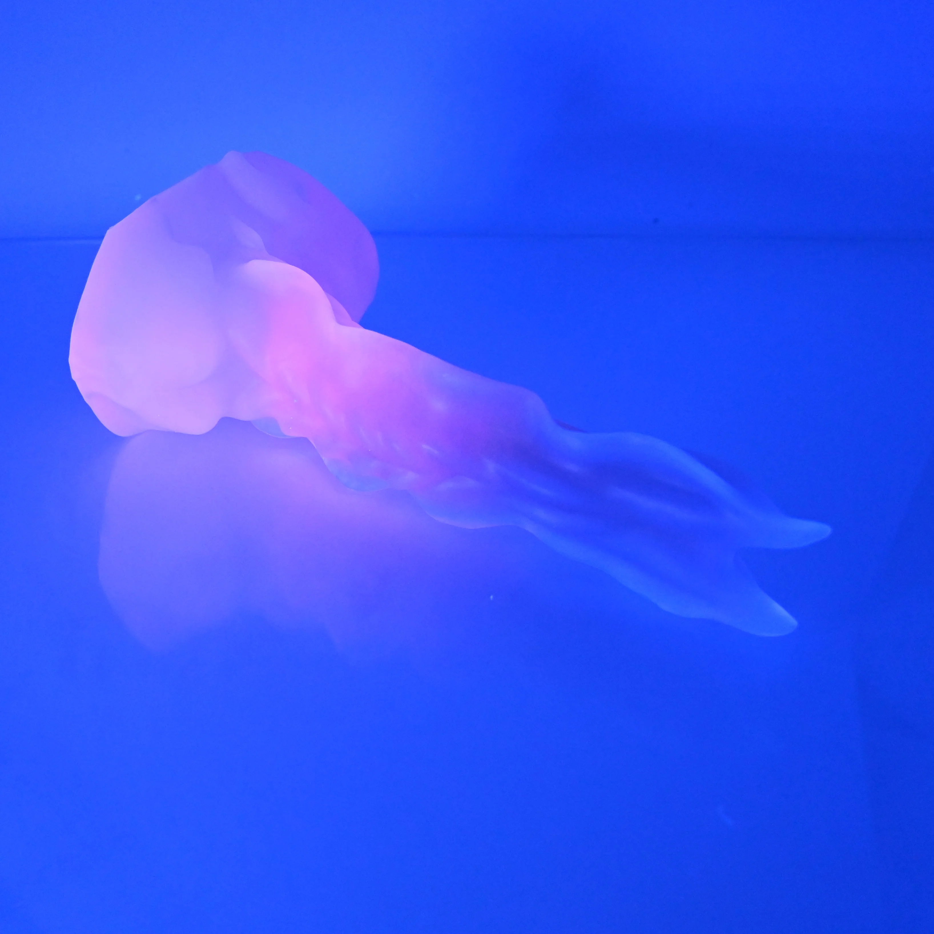 V2NCE39 Snark's Maw Small NC 0045 UV - Image 3
