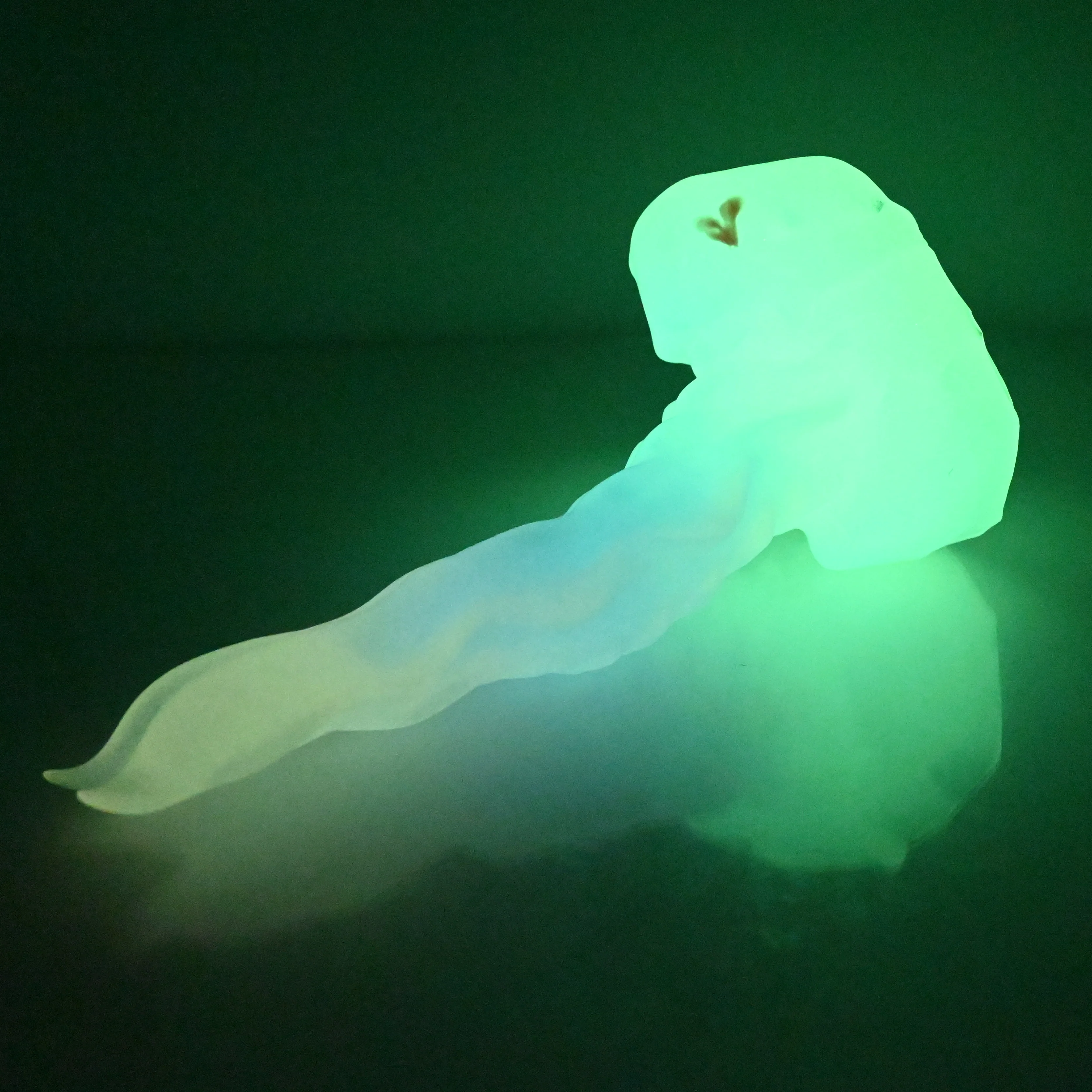 V2NCF92 Snark's Maw Small NC 0045 UV GITD - Image 4