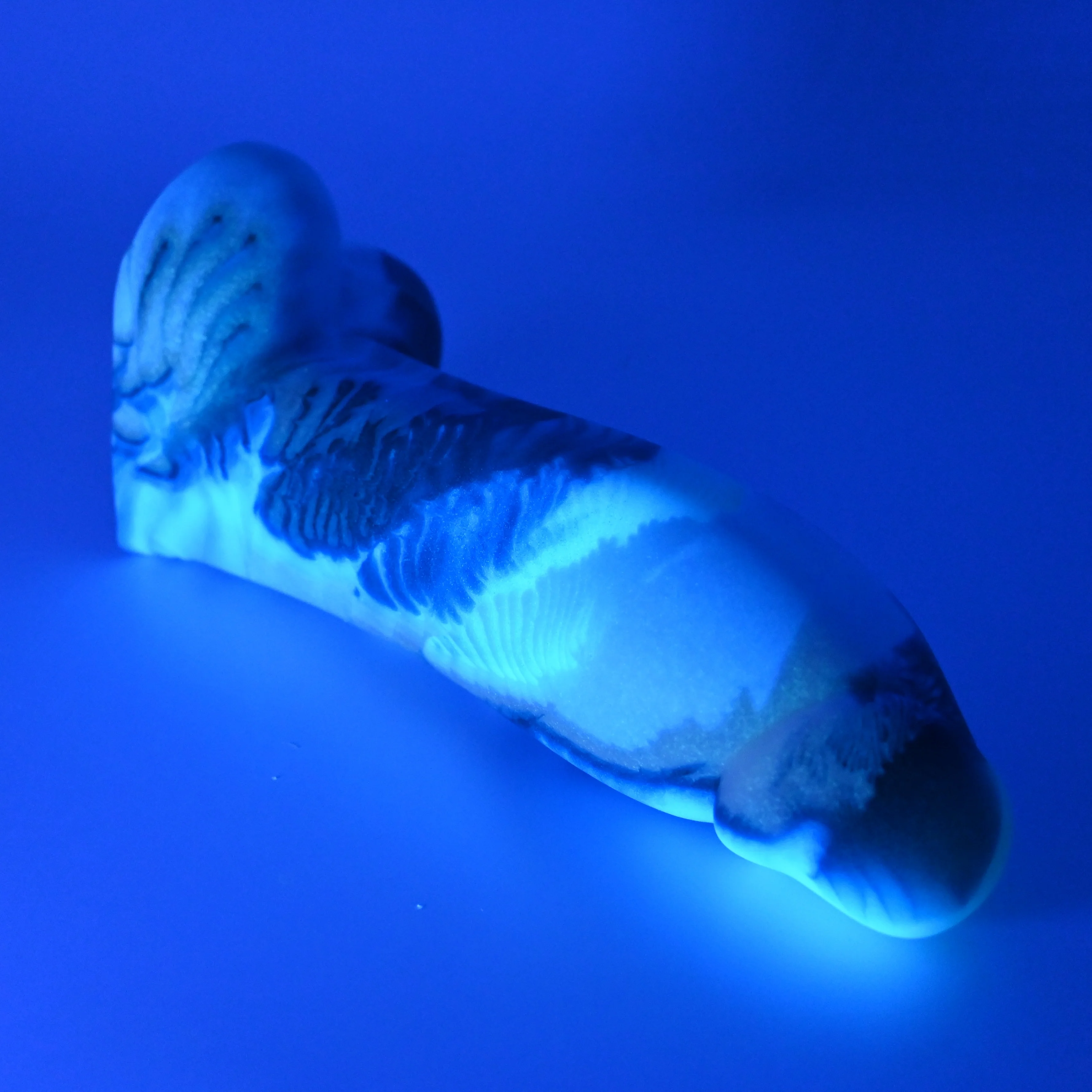 W3MGJ46 Tellus Medium* 0050 UV GITD - Image 3