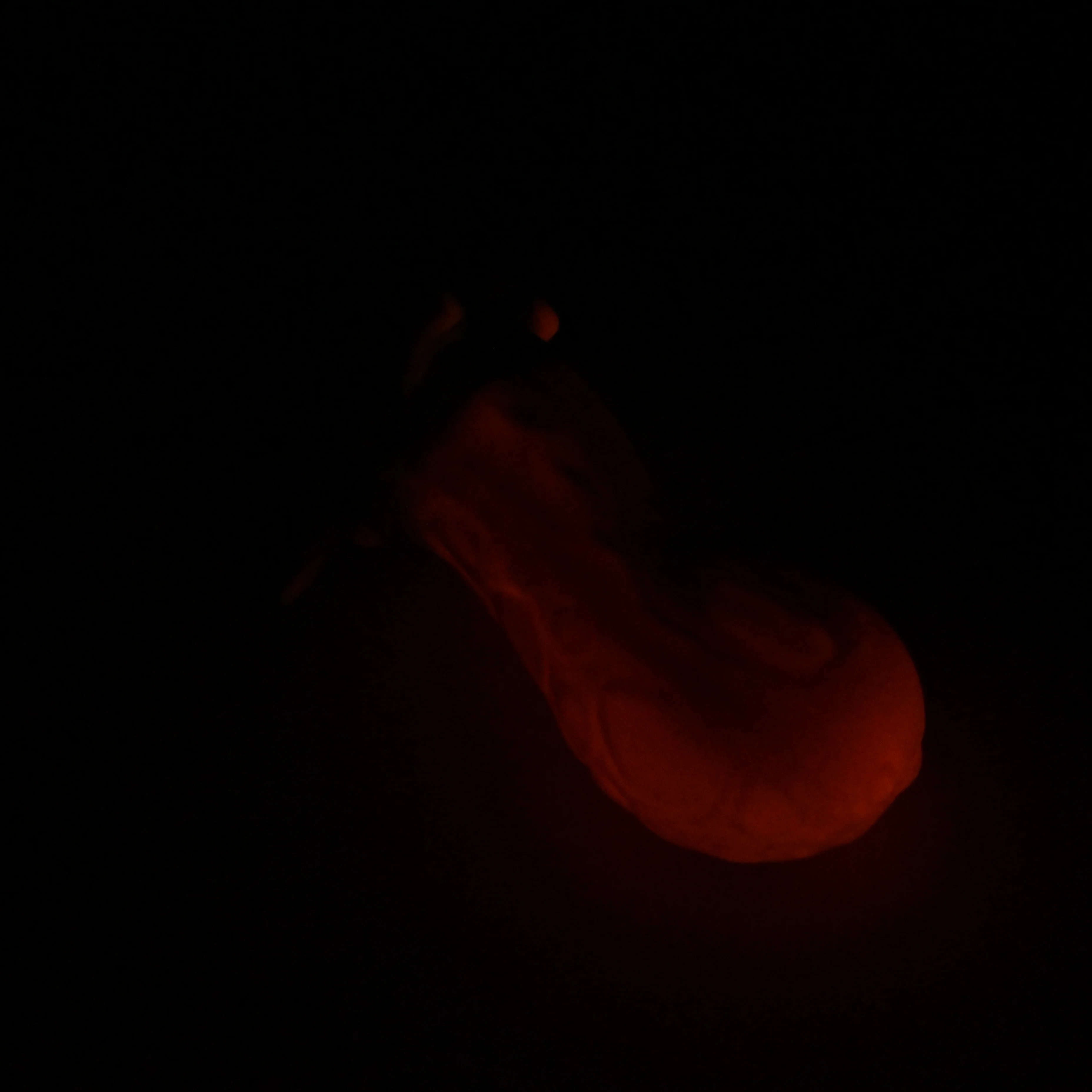 73SJW98 Terra Medium 0030 UV GITD - Image 4