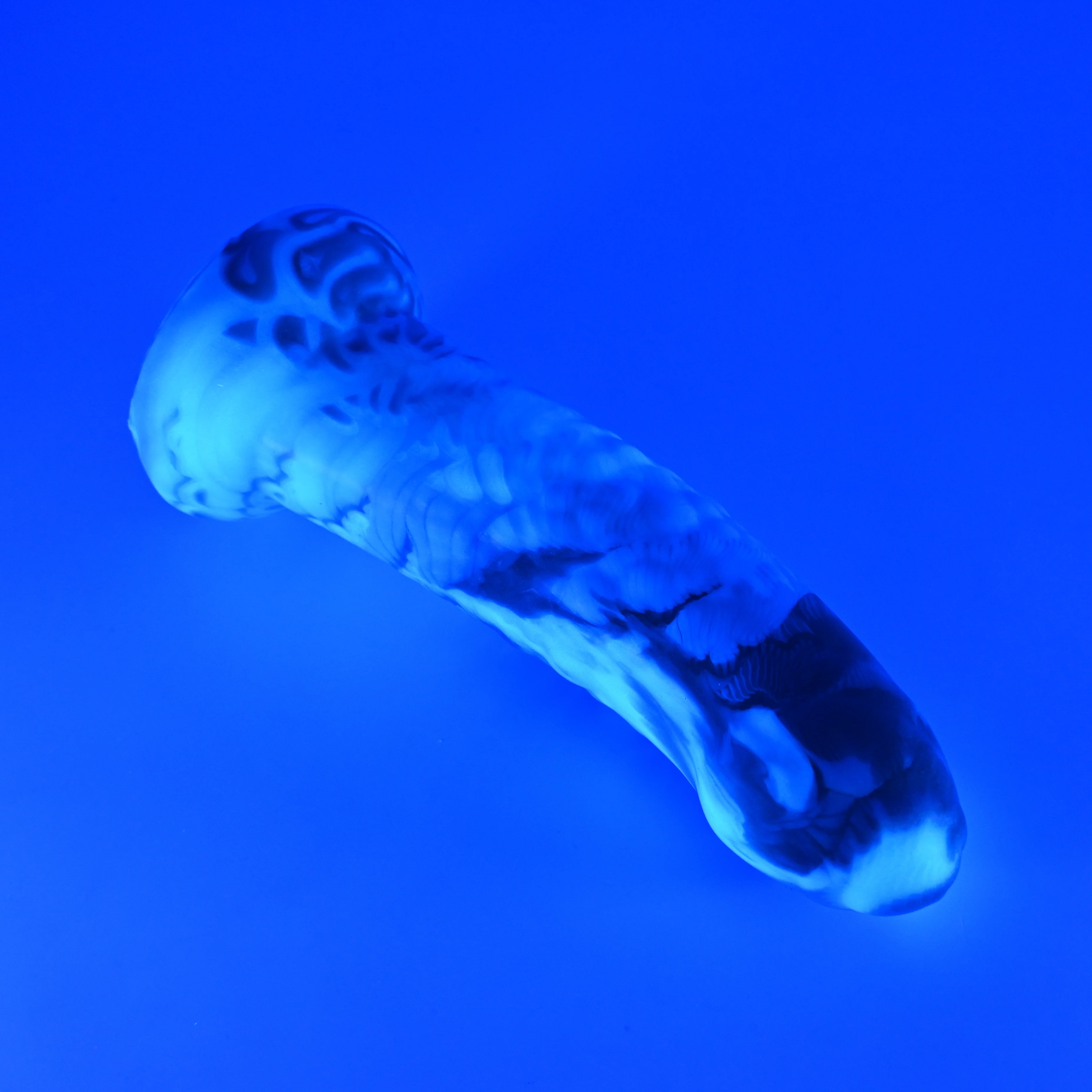 T4MHV57^ Titan Large 0050 UV GITD GHPA - Image 3