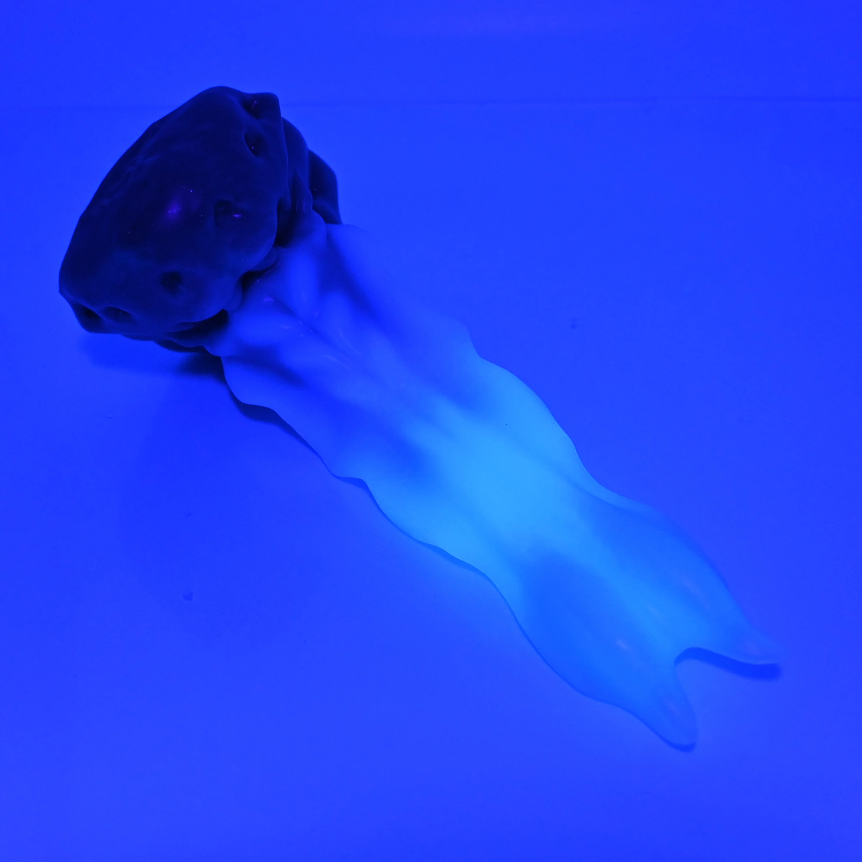 V2MBE19 Snark's Maw Small Medium UV GITD - Image 3